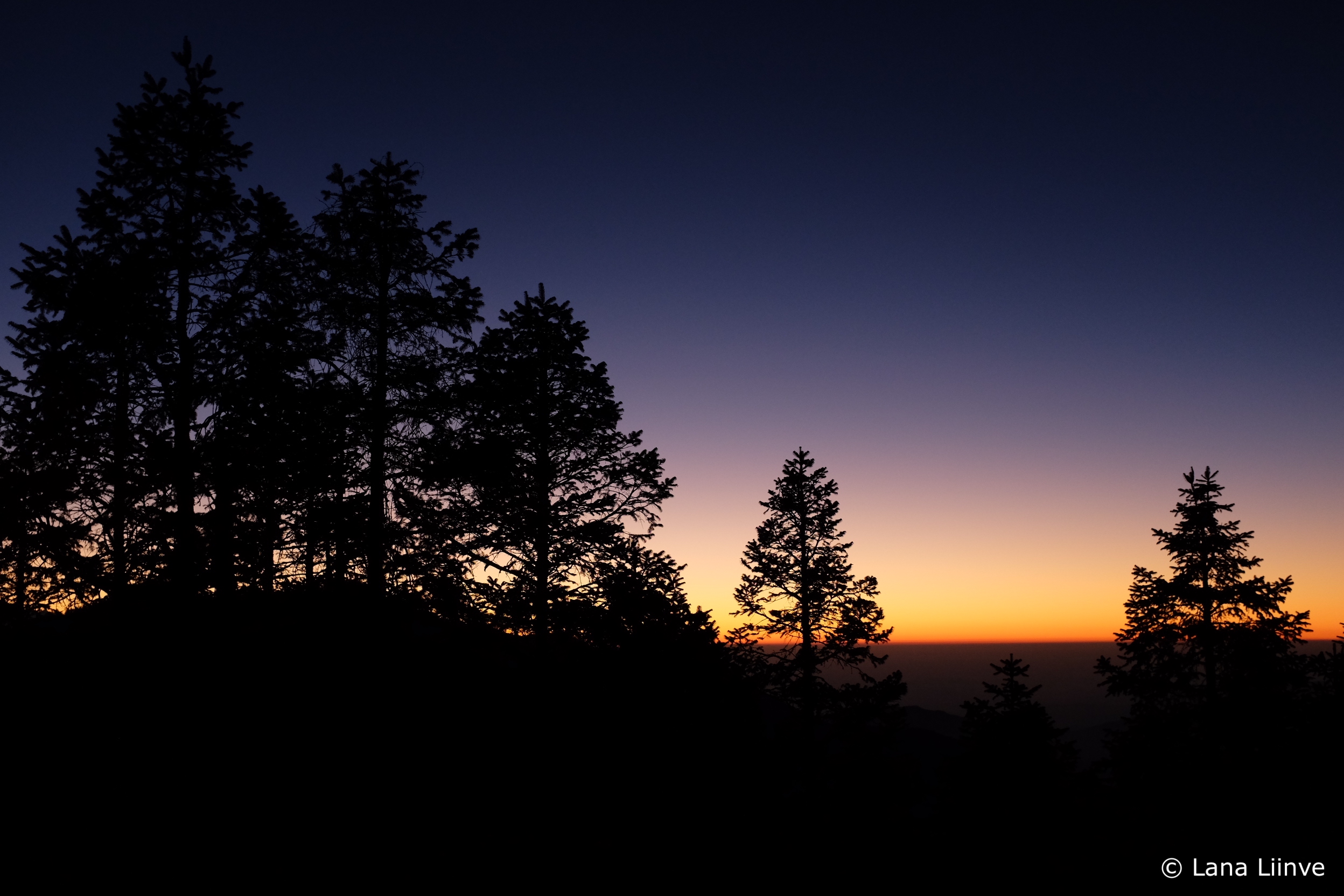 A photo of an early sunrise with purple, orange, and yellow sky in the background and dark evergreen trees in the foreground