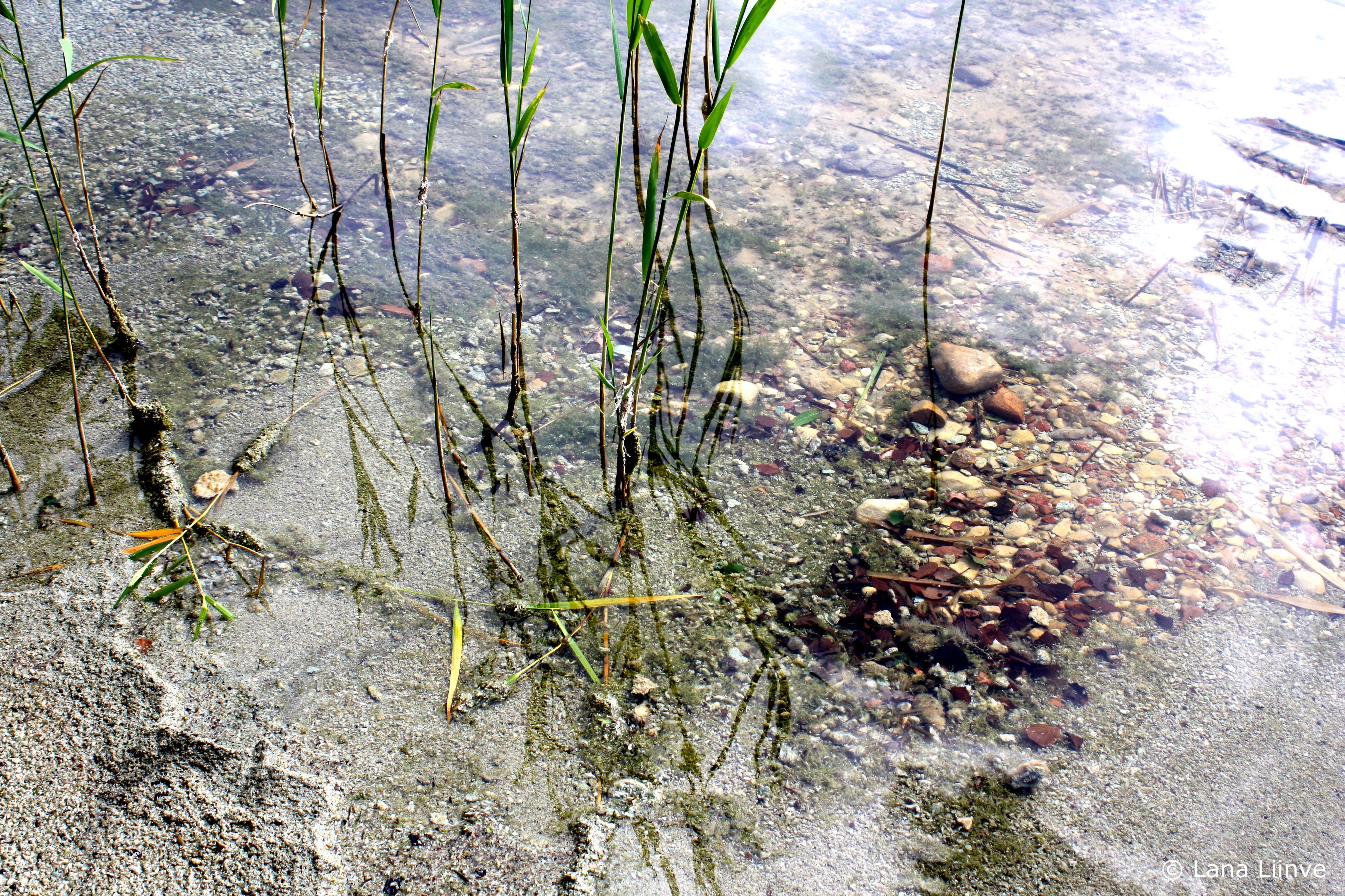 A contrast-sharpened photo of the sun shining into shallow, natural waters, with plants and pebbles and sand showing through the clear water