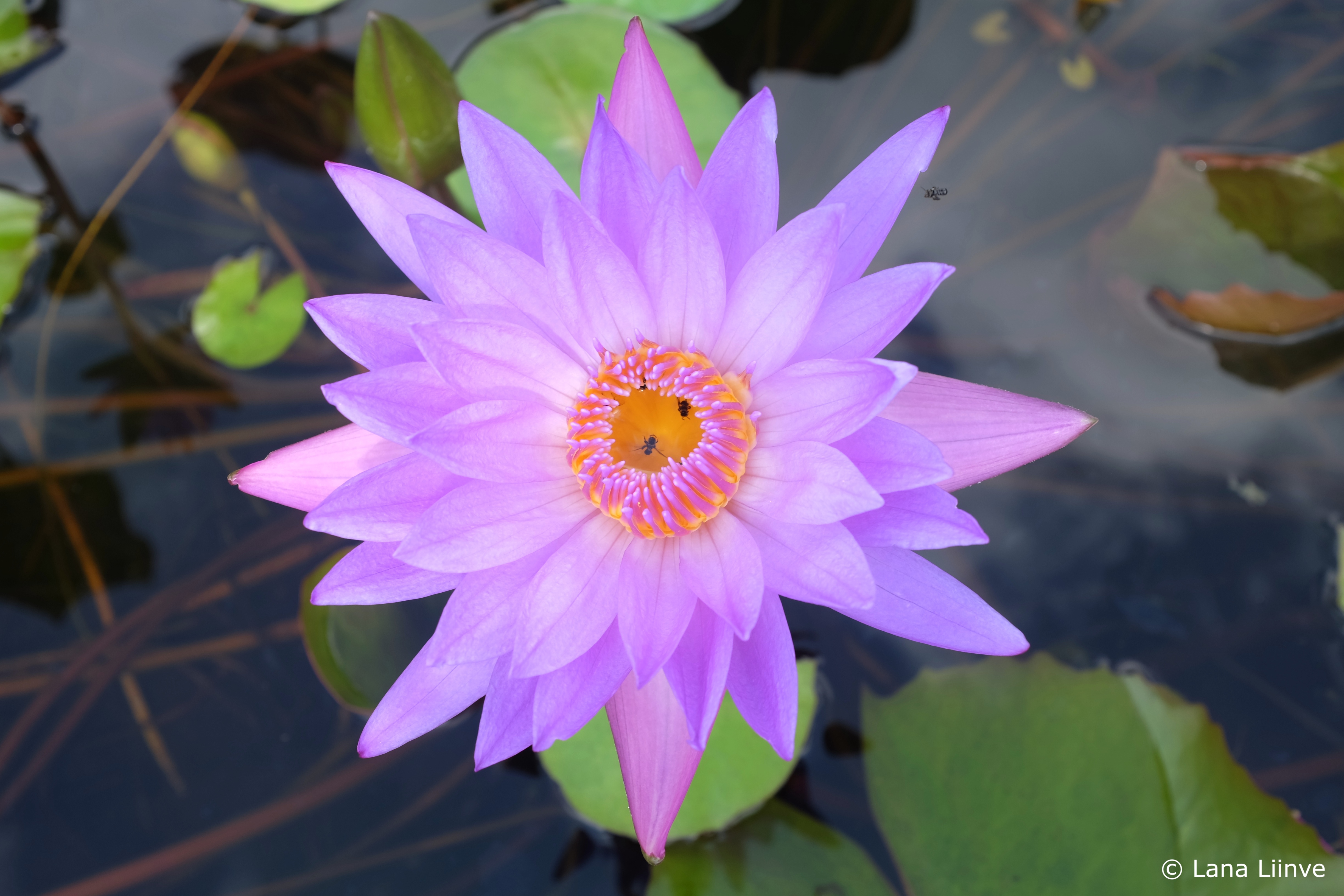 A photo overlooking a bright, light purple water lily with a yellow center holding tiny bugs floating inside, and green lily pads noted in the background