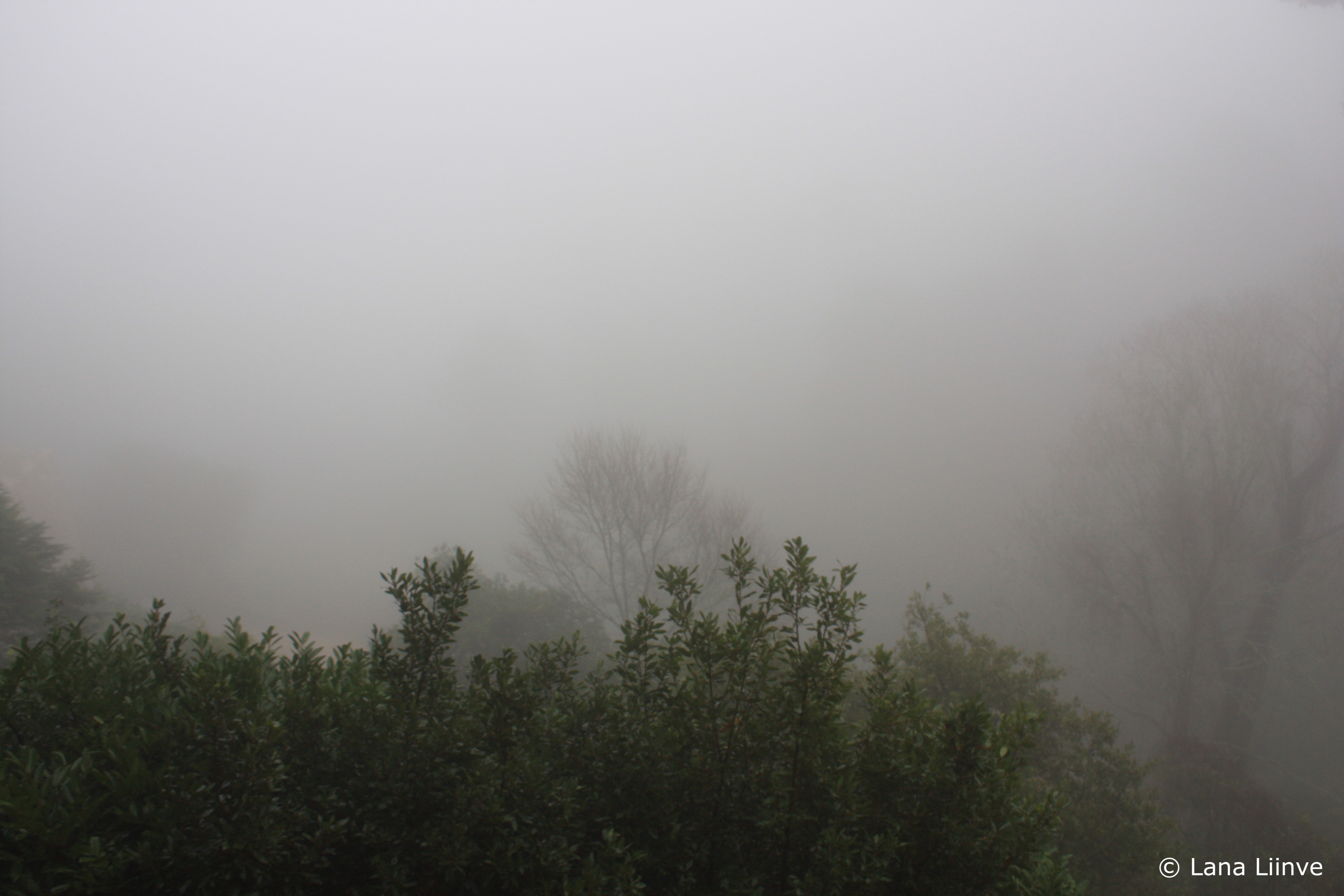 A photo of a grey, foggy scene with barely visible trees in the background and green shrubbery in the foreground