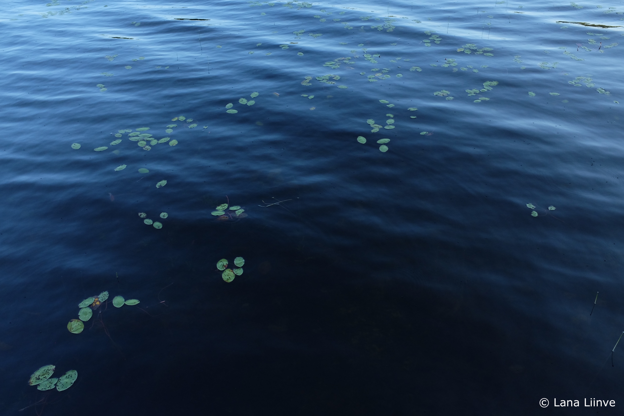 A photo looking into deep blue waters with some small scattered green lily pads and gentle rolling waves seen with some light on the water towards the top of the photo