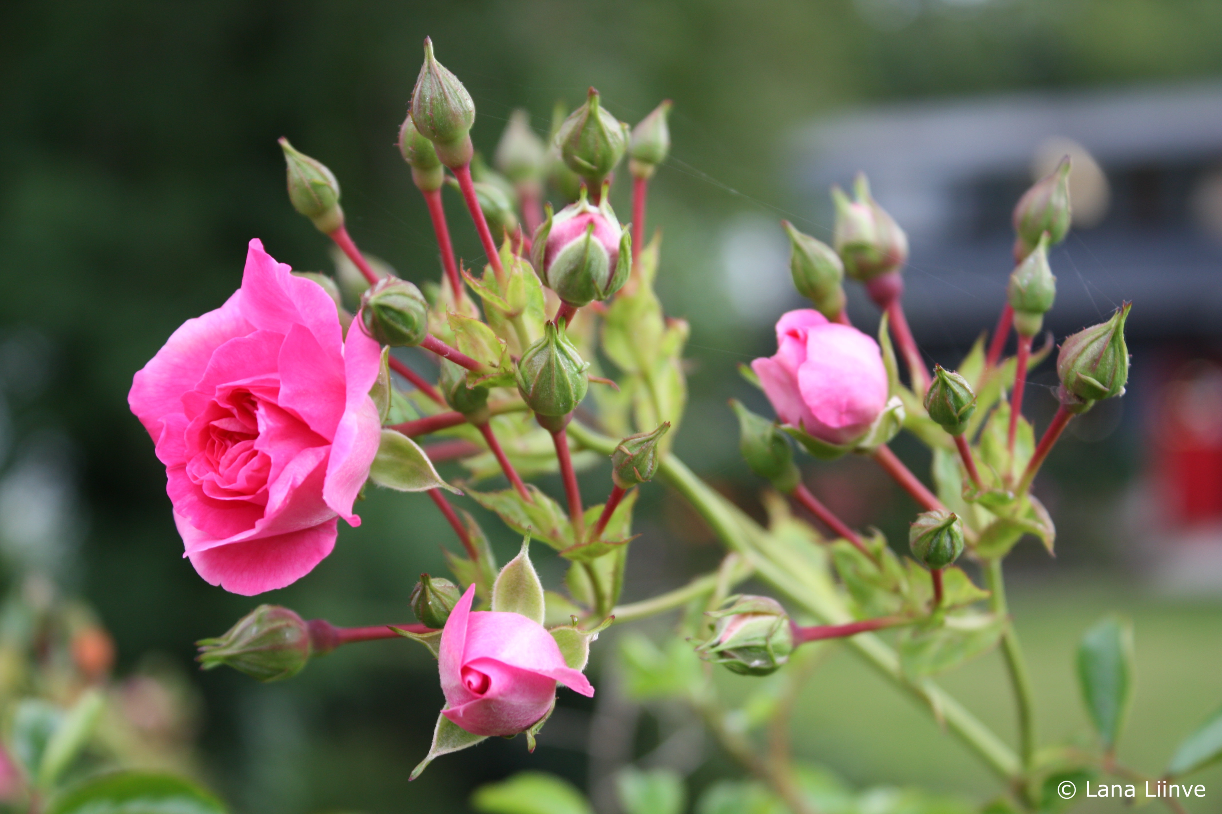 A close-up photo of numerous rose buds, mostly still closed and green, with a few bright pink roses blossoming