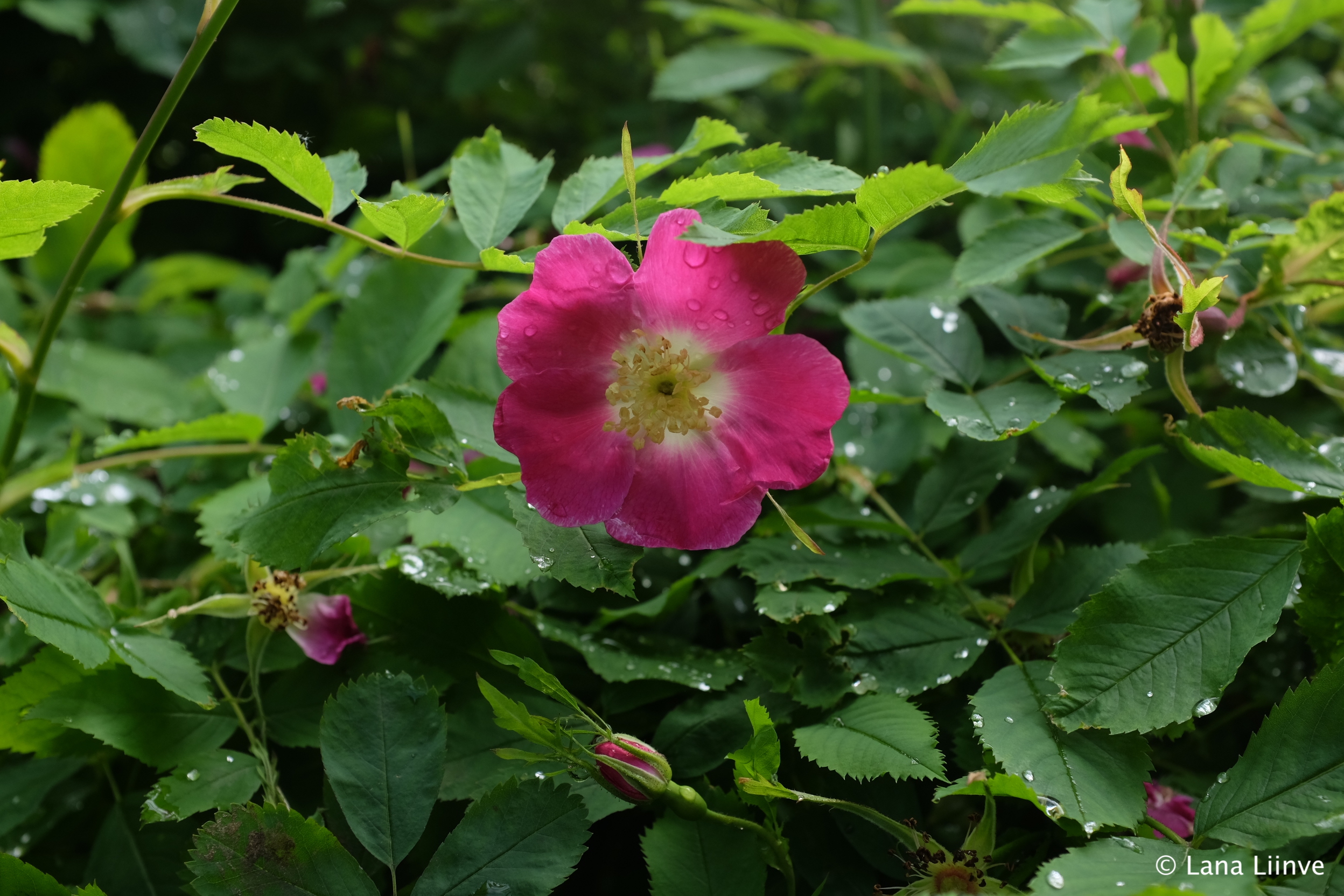 A photo of a five-petaled bright pink and cream-centered flower, seen amidst many green leaves and a few other non-blooming buds, with drew drops scattered about