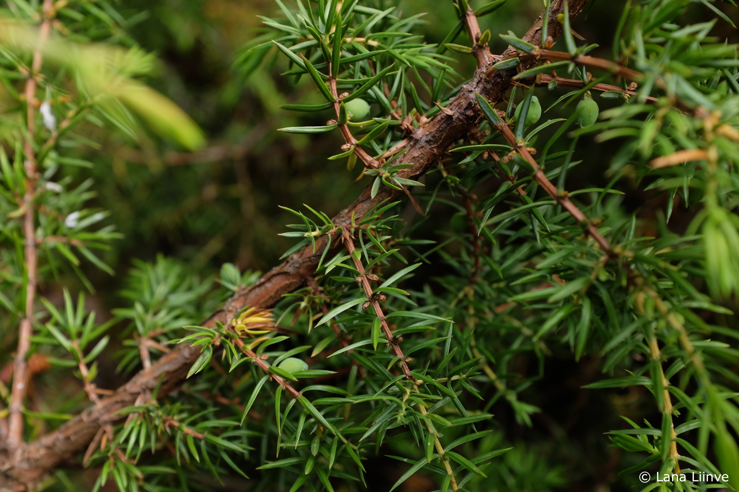 A close-up photo of an evergreen branch with alternating in-focus and out-of-focus areas