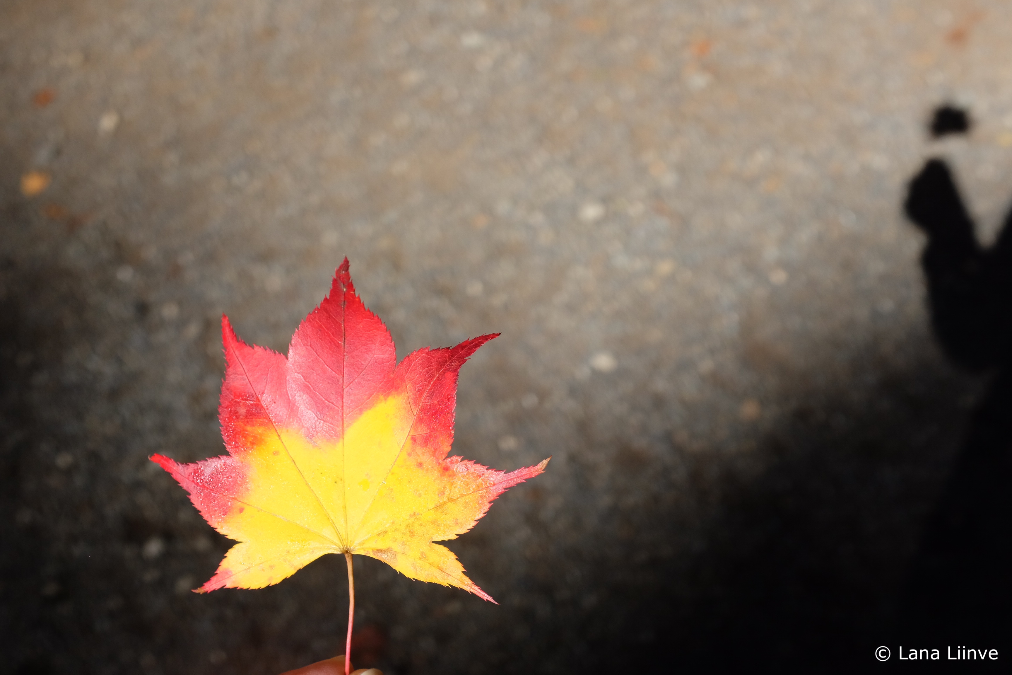 A photo showing the sun shining on a red and yellow maple leaf held between a person's fingers, where a portion of shadow of the person's arm and hand holding the leaf appears in the blurred background
