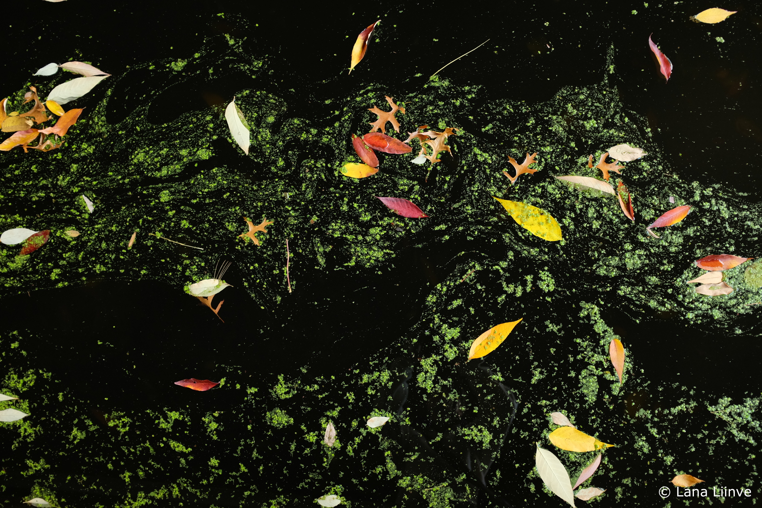 A photo of multicolored fall leaves floating in black-appearing water with green algae swirled about, in Prospect Park, Brooklyn