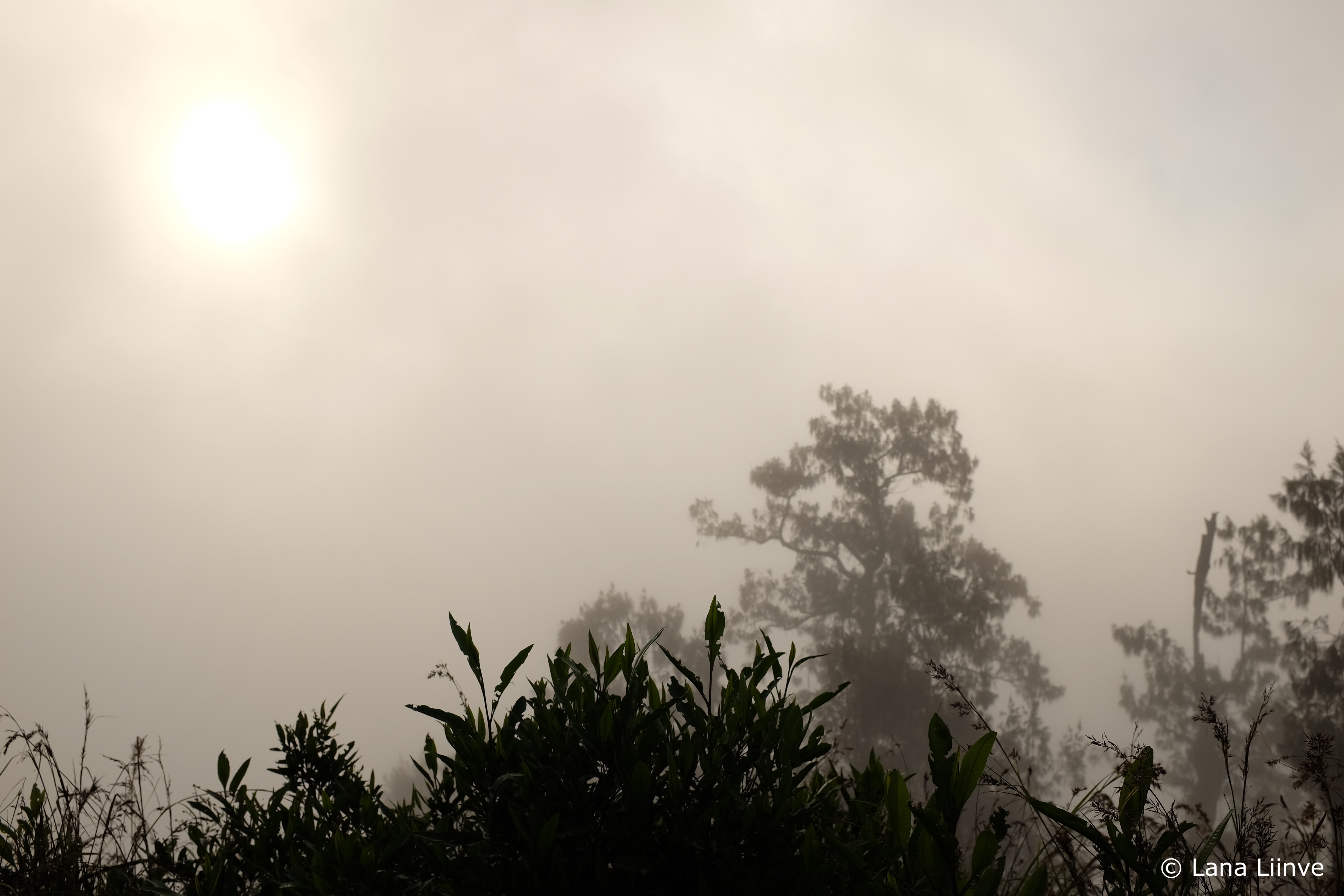 A photo looking into a hazy sky with sun glowing from behind, with some trees at a distance dulled in color by the haze, and dark green grasses prominent in the foreground, at Mount Rinjani, Lombok, Indonesia