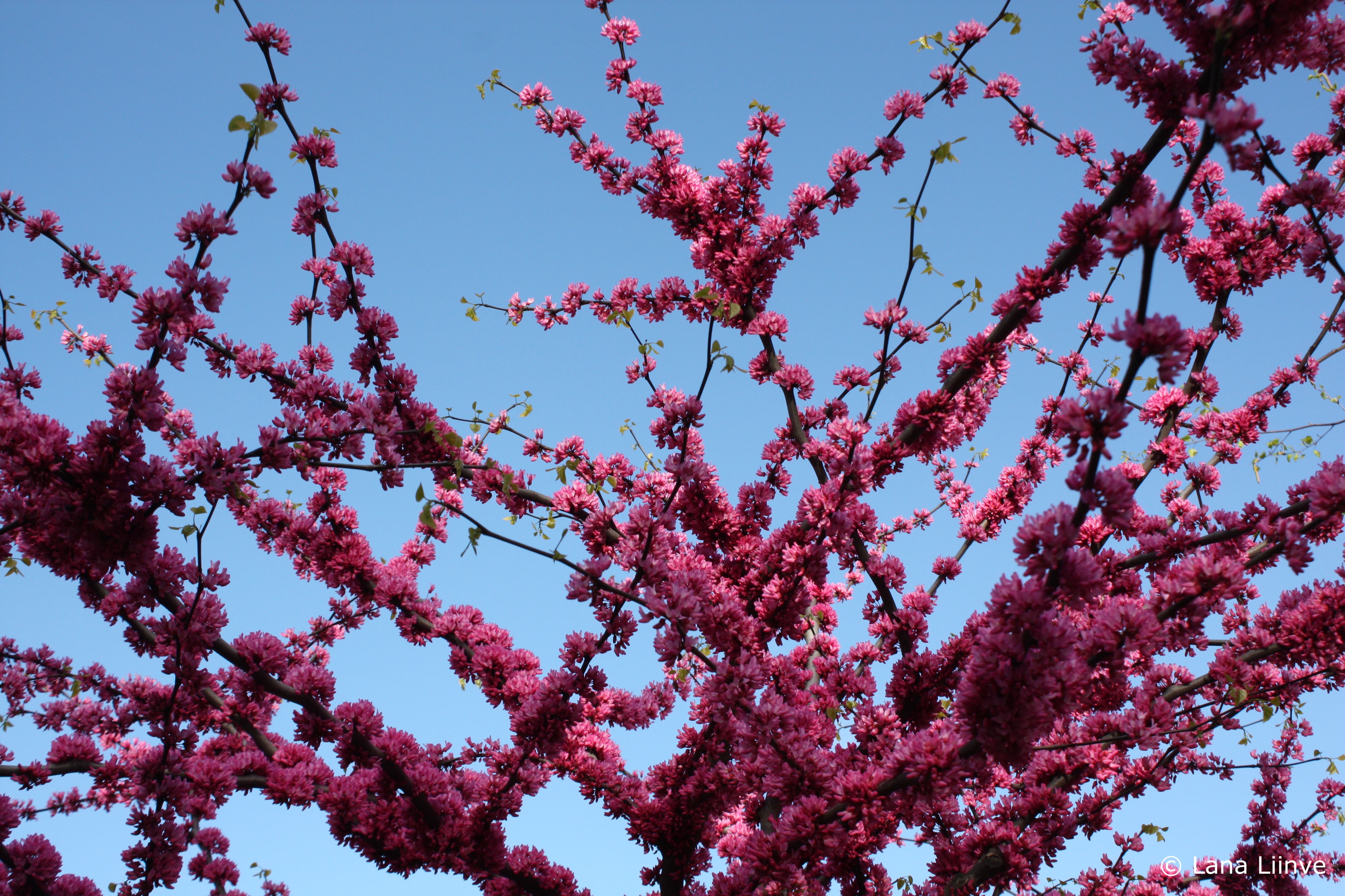 Looking up at the Spring blooms of an Eastern Redbud tree, against a bright, clear blue sky.