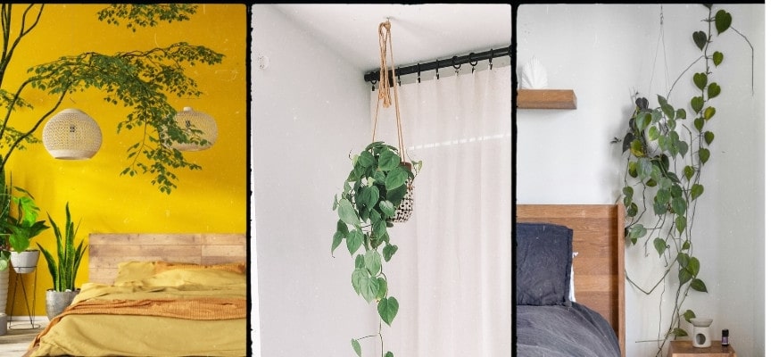 Dekoidee Pflanzen im schlafzimmer