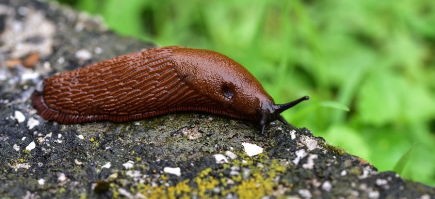 Slug