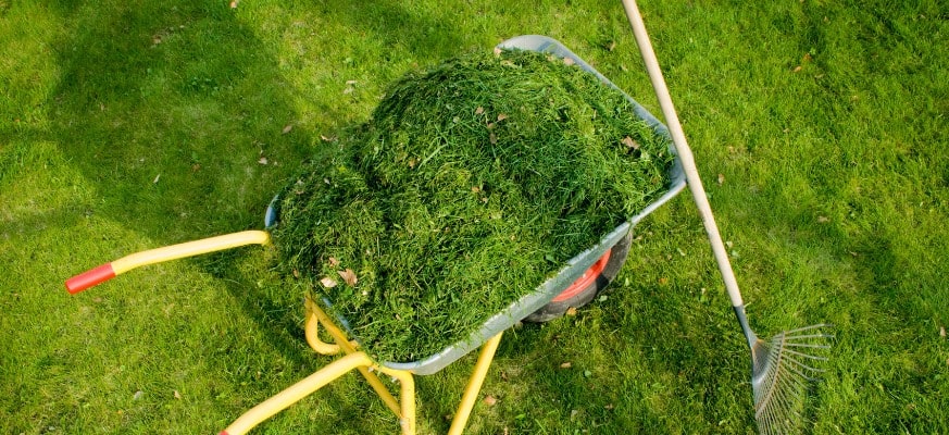 Mowing the lawn - cutting the lawn