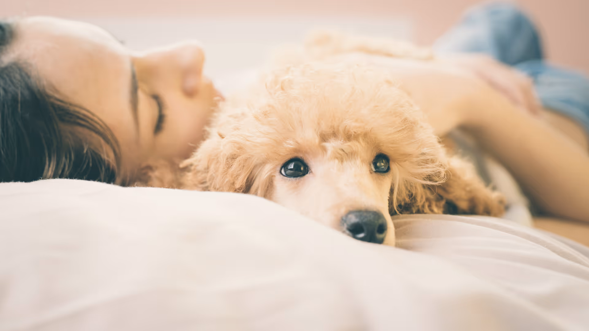 Young woman is lying and sleeping with poodle dog in bed.