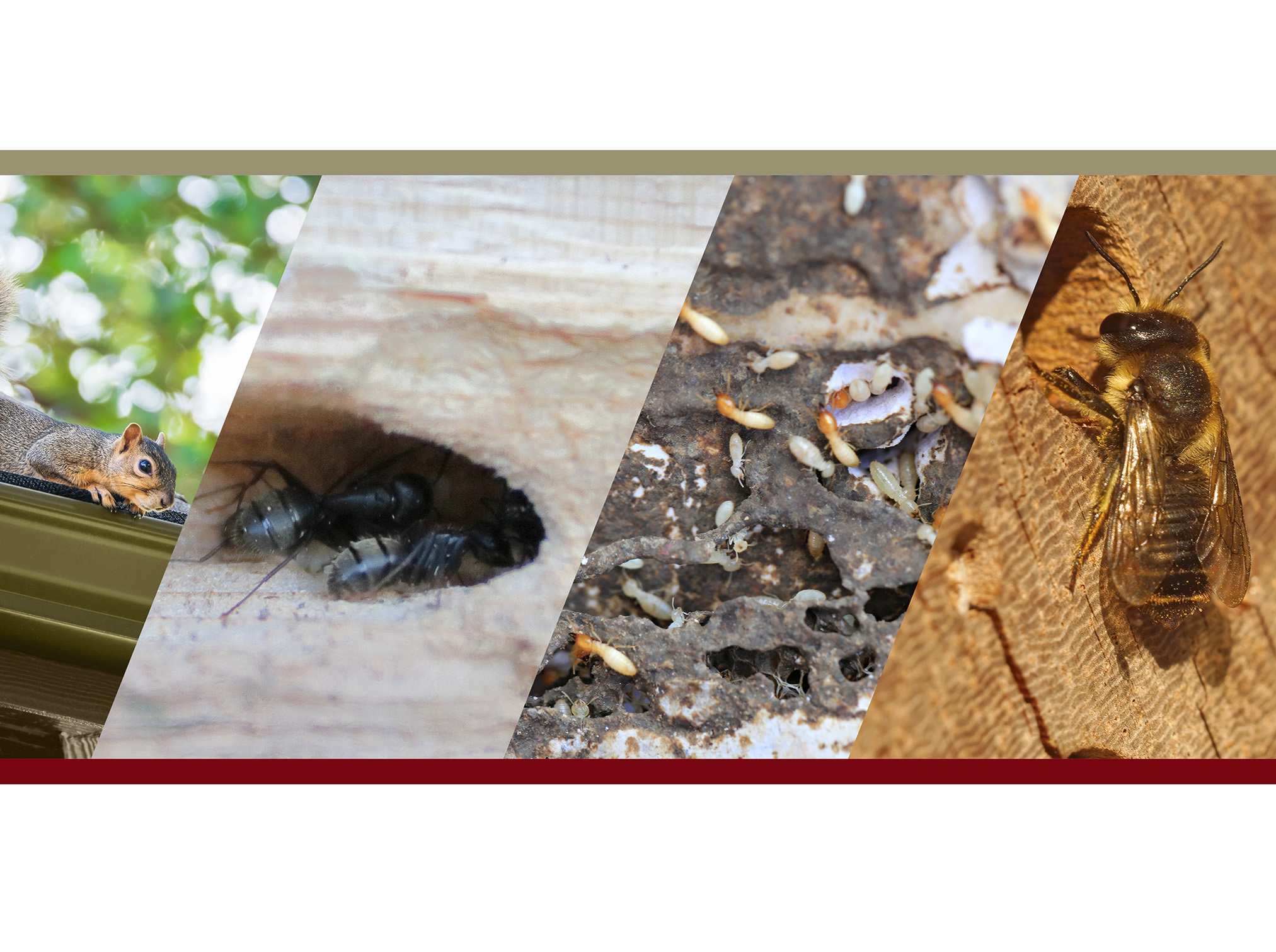Common Pest Problems for homes in PA and how often to check your home for pests and common signs of a pest problem in your home.