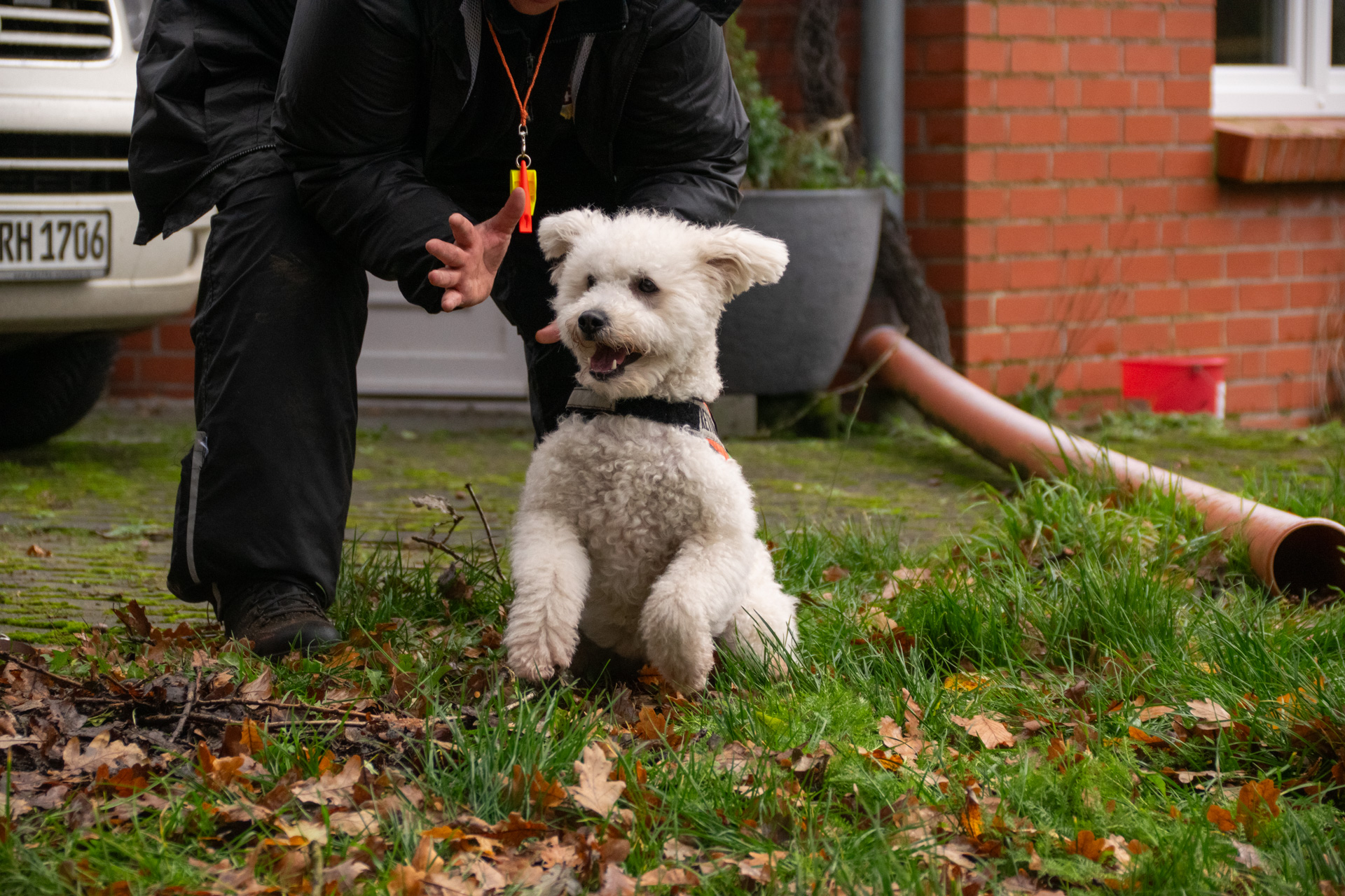 Ein geprüfter Rettungshund der Rettungshundestaffel Lüneburger Heide beim einer Flächensuche