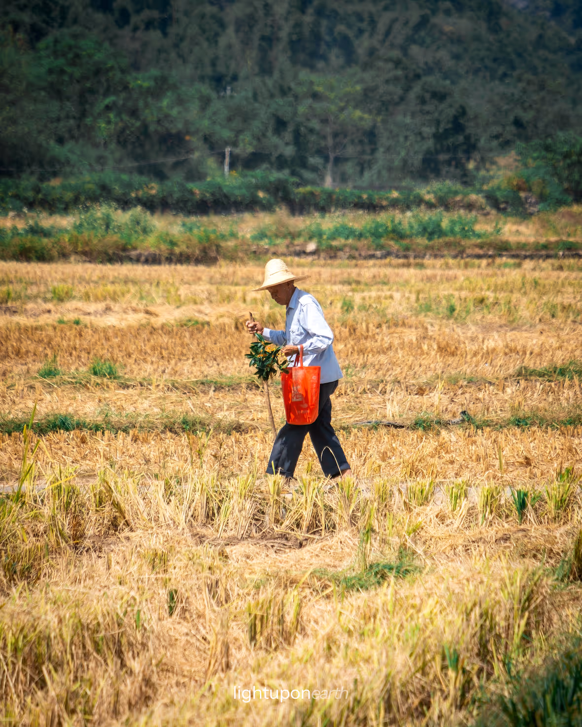 Chinese farmer walking through rice field