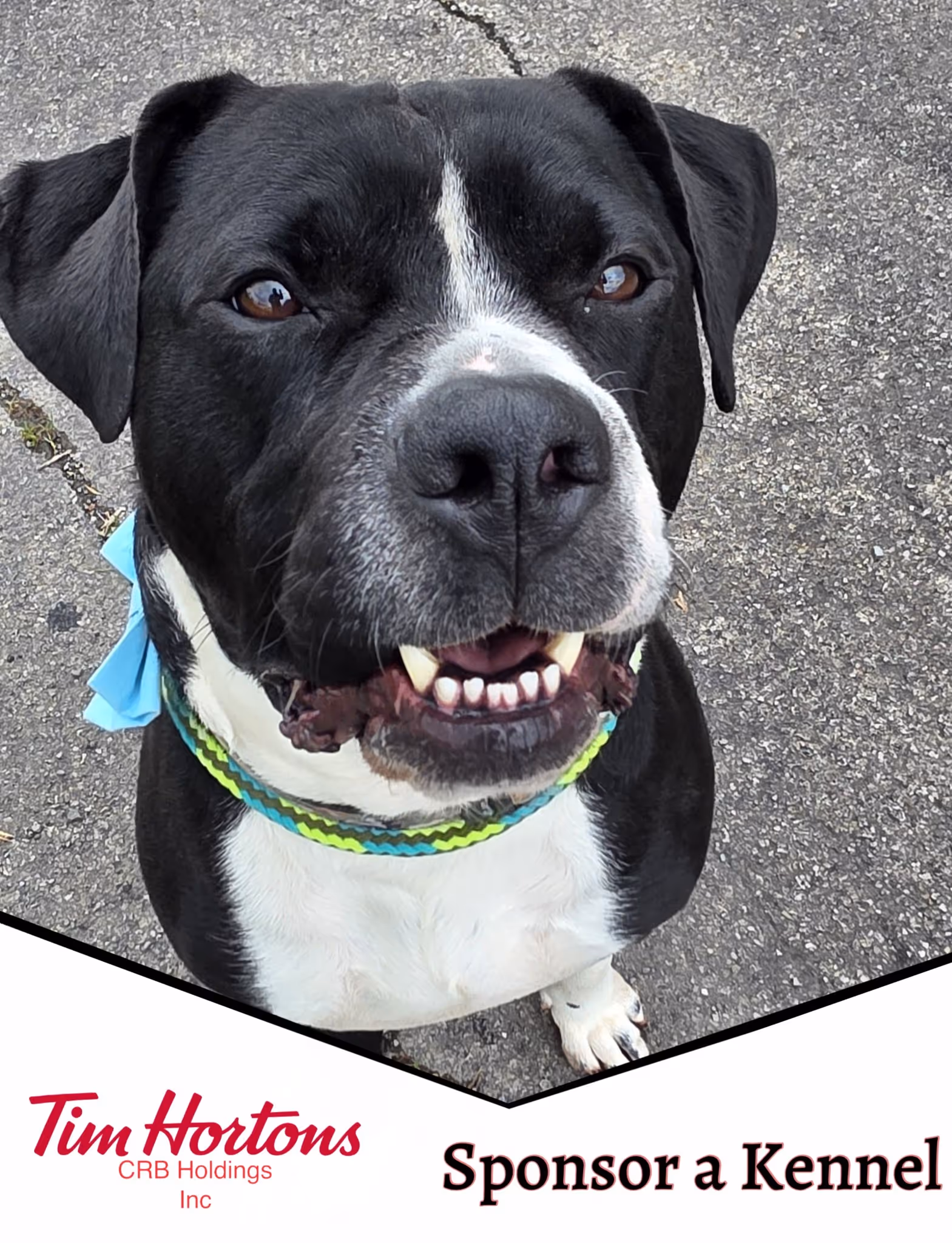 CRB Holdings and Tim Hortons proudly sponosred Thumper’s kennel at Niagara SPCA. Help spotlight adoptable dogs by sponsoring a kennel today.