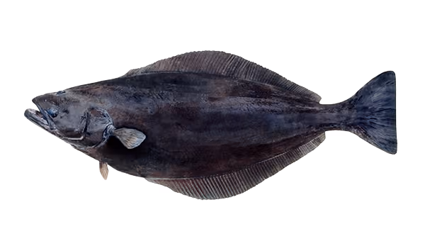 Blåkveite