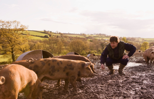 Ein Mann hockt in einem matschigen Gehege und füttert mehrere freilaufende Schweine auf einem Bauernhof.