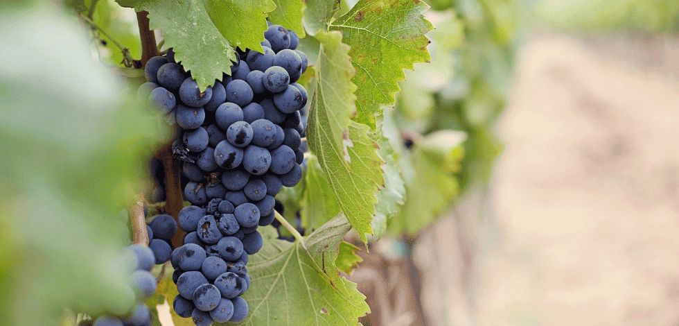 Métiers des vins & spiritueux : 8 carrières business dans le secteur - BSB