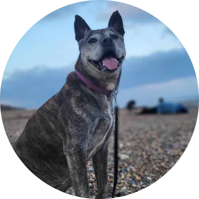 Image of Mark's dog, her name is Akira, she's the "Relaxation supervisor"