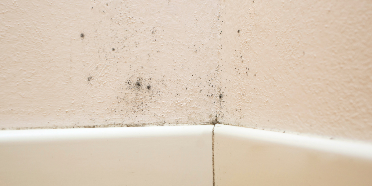 mouldy interior wall
