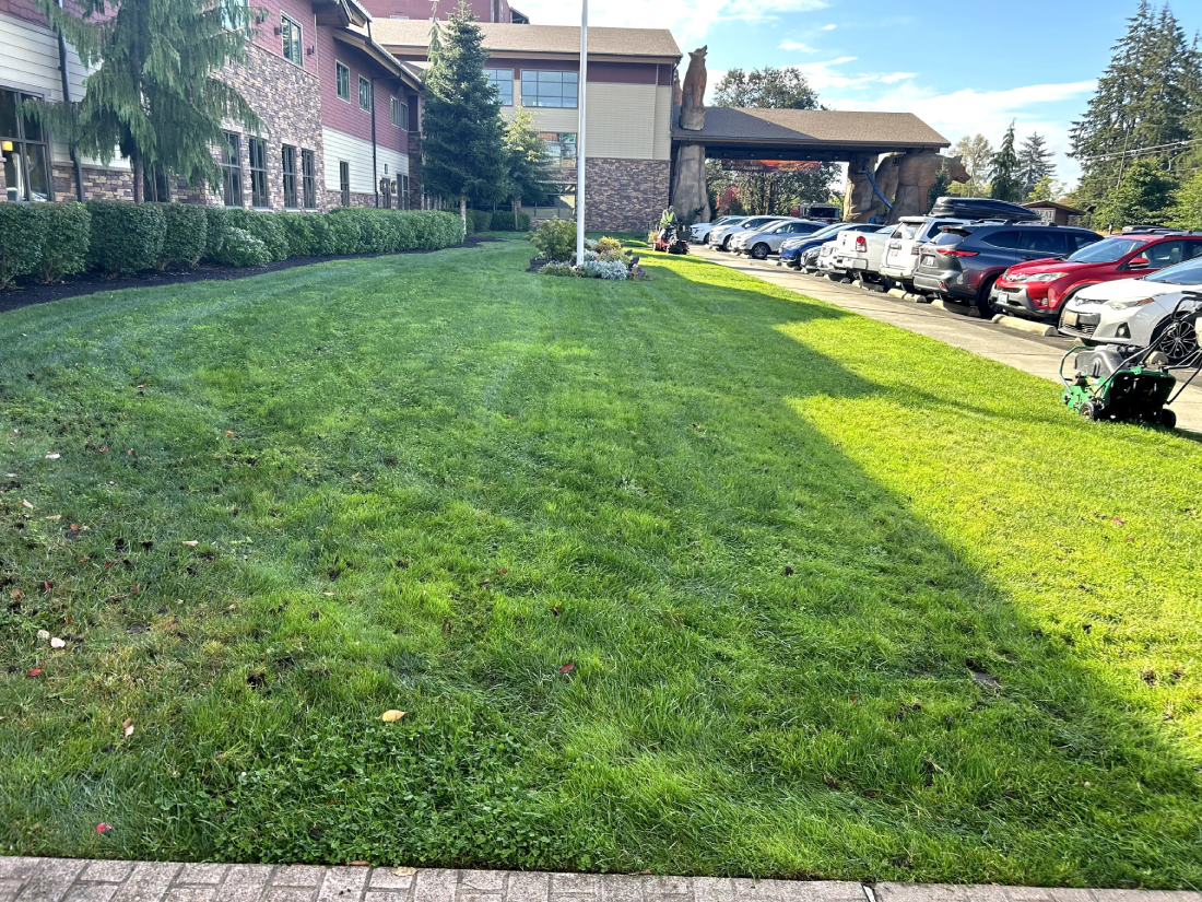 A wide view of the freshly maintained lawn area outside the Great Wolf Lodge, bordered by the building and parking lot under a sunny sky.