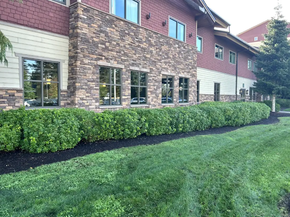 Close-up of neatly trimmed green hedges lining the exterior of the Great Wolf Lodge, with a well-maintained lawn in the foreground.