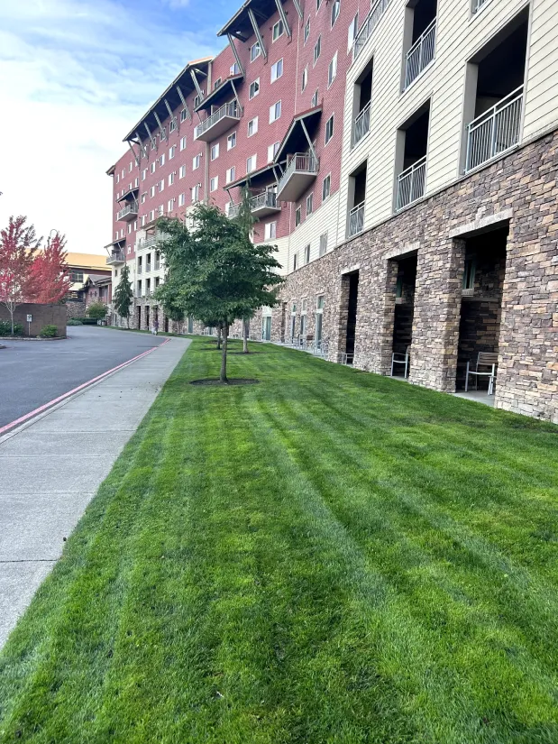 A neat, well-maintained green lawn along the side of the Great Wolf Lodge, with a row of young trees and the building’s brick facade in the background.