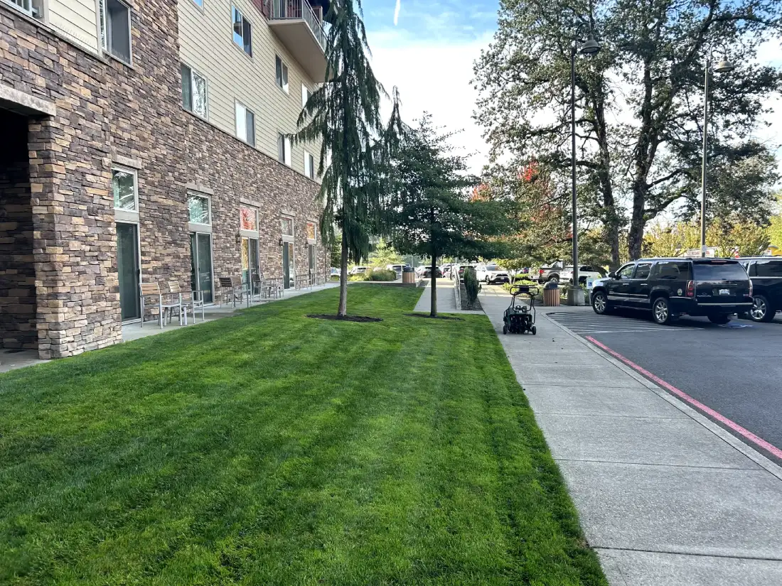 A freshly mowed lawn at the Great Wolf Lodge, featuring a pathway with a row of small trees and the lodge building on the right.