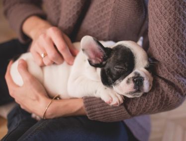 Animal rescue fundraising ideas to raise more for shelters