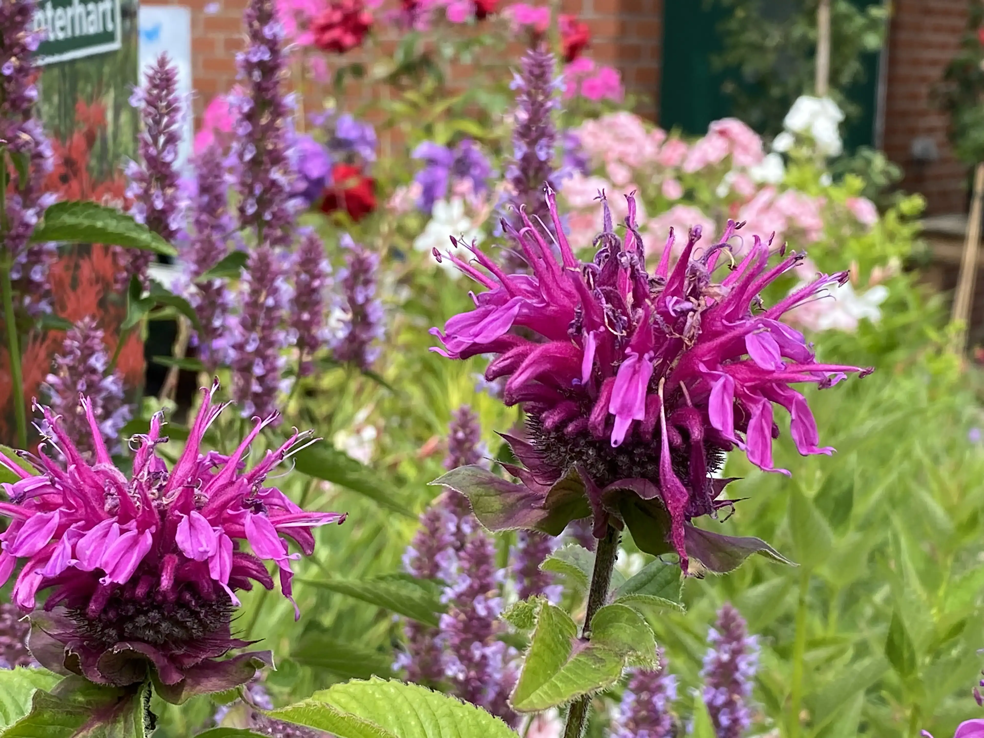 Nahaufnahme von zwei pinkfarbenen Blüten mit grünen Blättern und unscharfem Blumenbeet im Hintergrund.