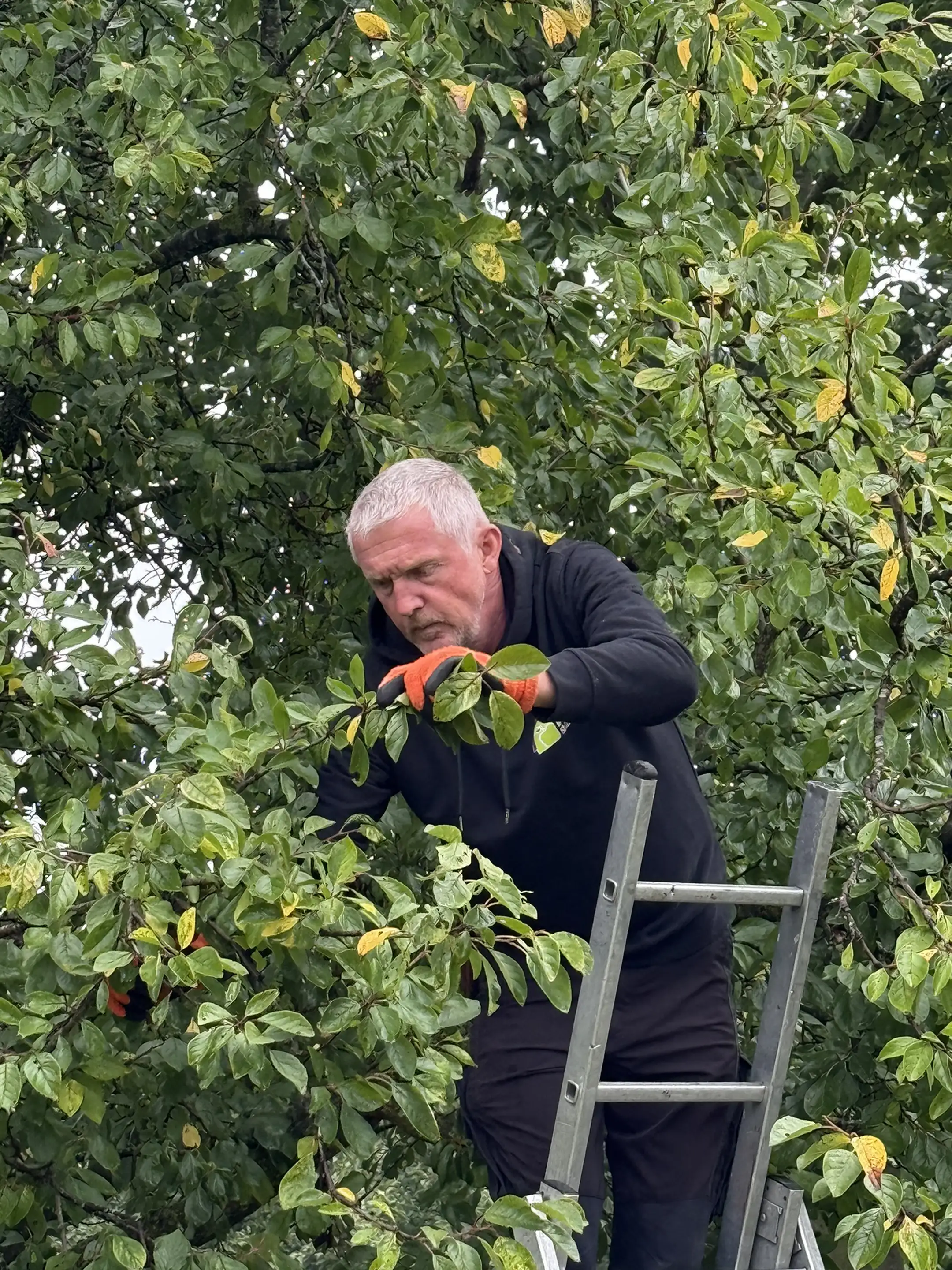 Mann auf Leiter schneidet Obstbaumzweige, trägt schwarze Kleidung und orange Handschuhe.