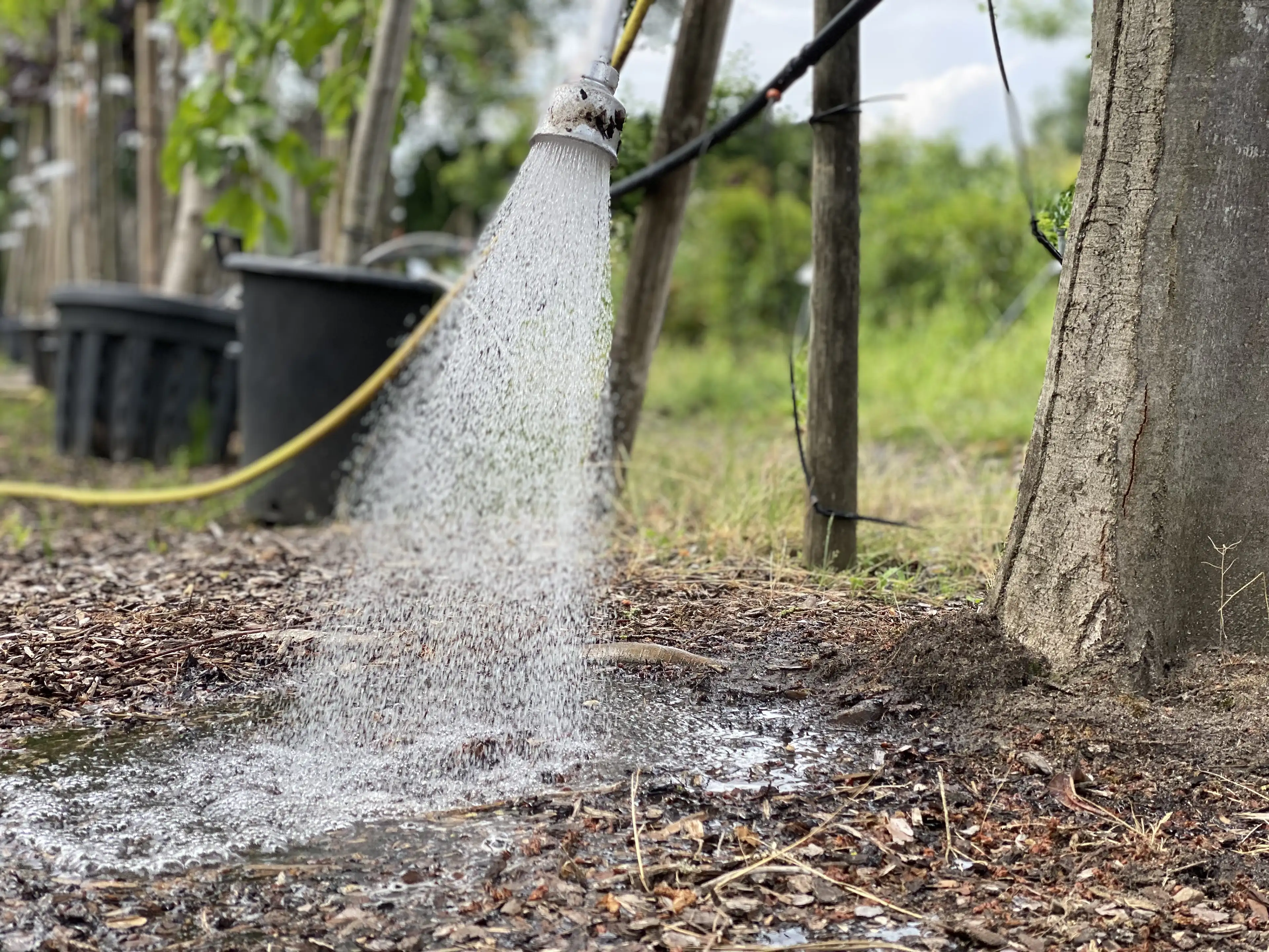 Ein Bewässerungsschlauch sprüht Wasser auf den Boden neben einem Baumstamm in einem Garten.