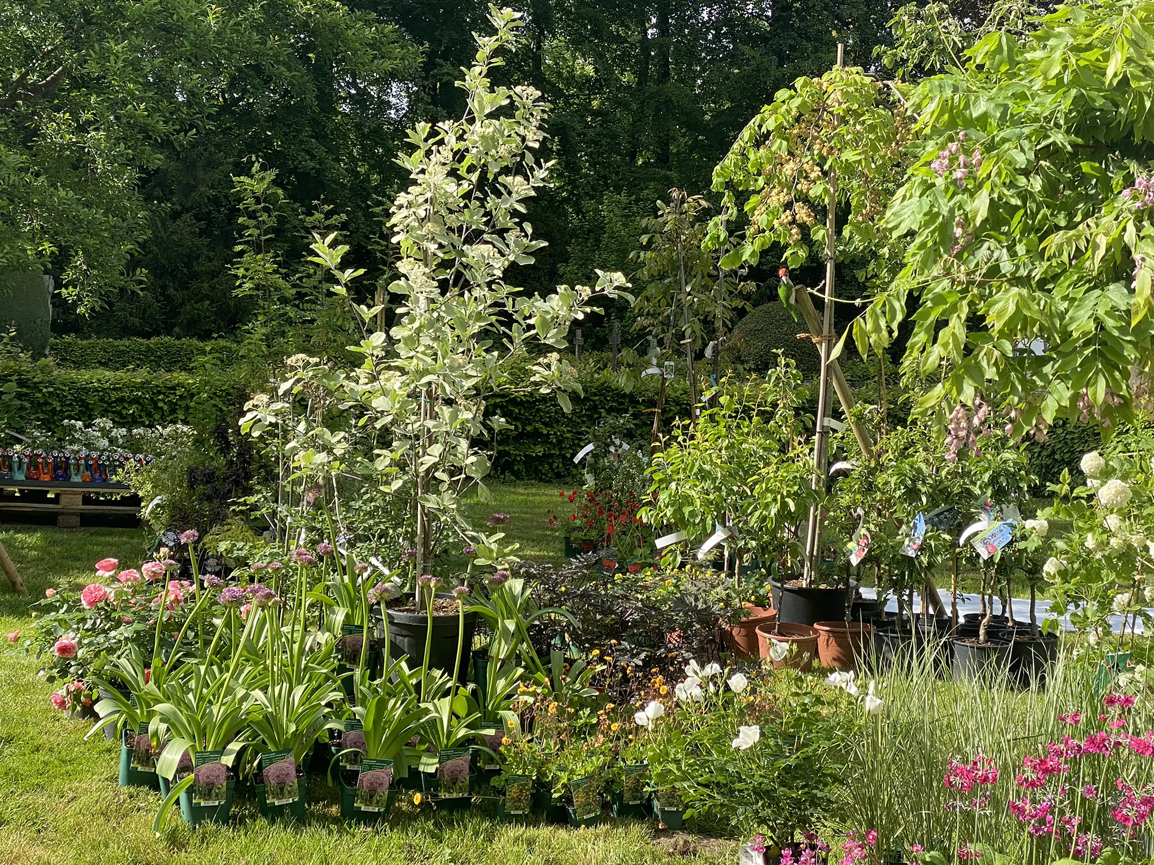 Vielfältige Topfpflanzen und junge Bäume in einem sonnigen Garten mit grünen Büschen im Hintergrund.