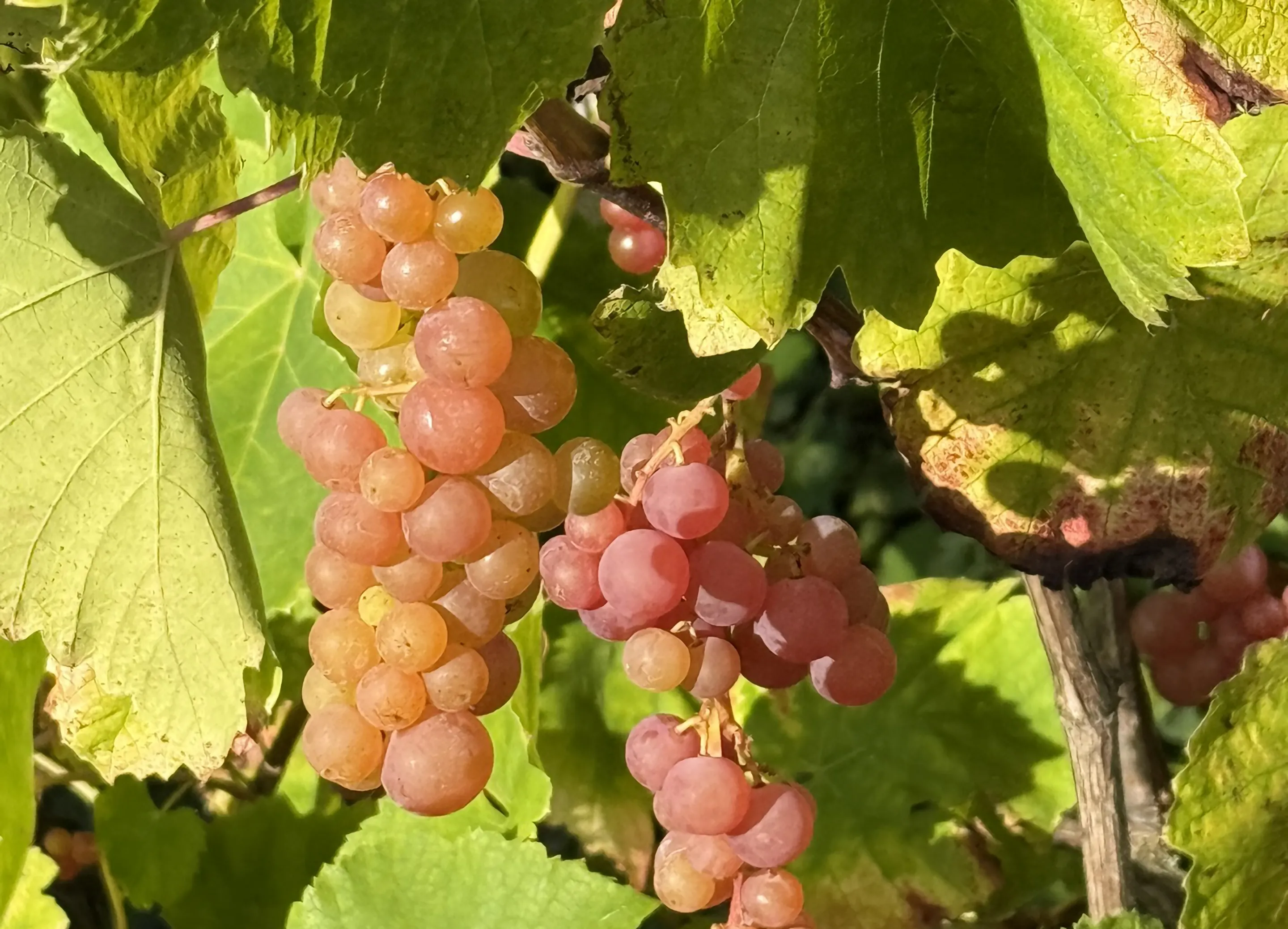 Rote und orangefarbene Weintrauben hängen an einem mit grünen Blättern bewachsenen Rebstock.