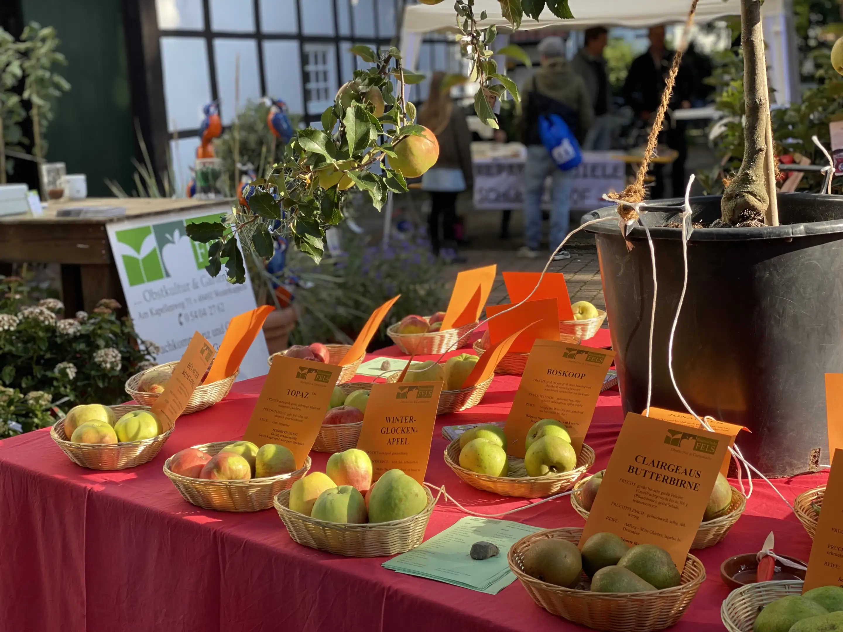 Körbe mit verschiedenen Apfelsorten auf rotem Tuch bei einem Marktstand mit Informationskarten.