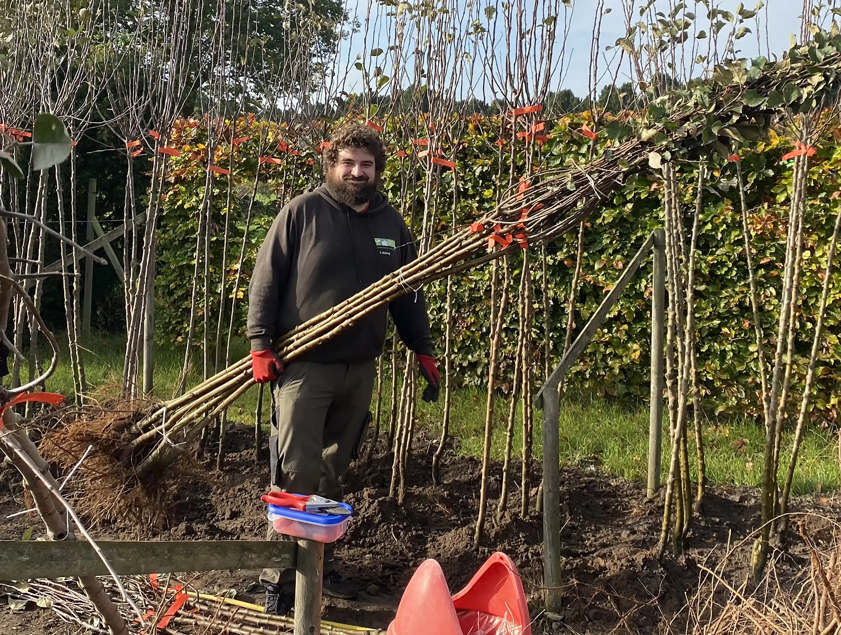 Mann in Gartenarbeit hält gebündelte junge Bäume in einer Baumschule bei Sonnenschein.
