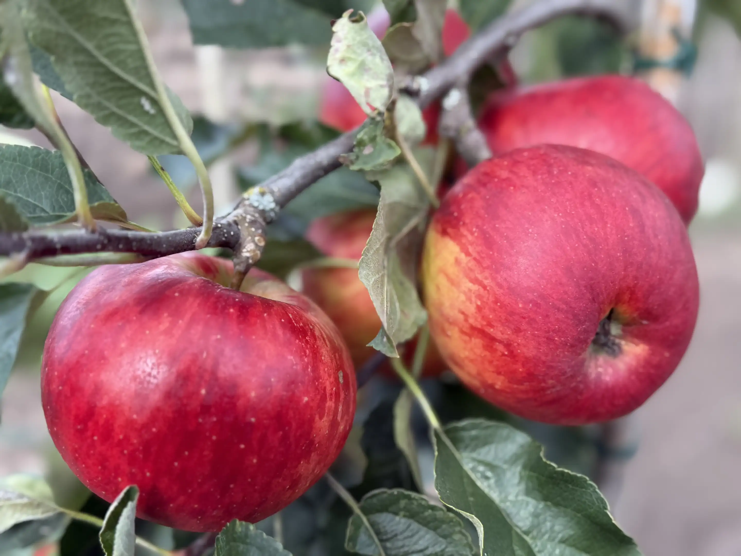 Rote Äpfel hängen an Zweigen eines Apfelbaums mit grünen Blättern.
