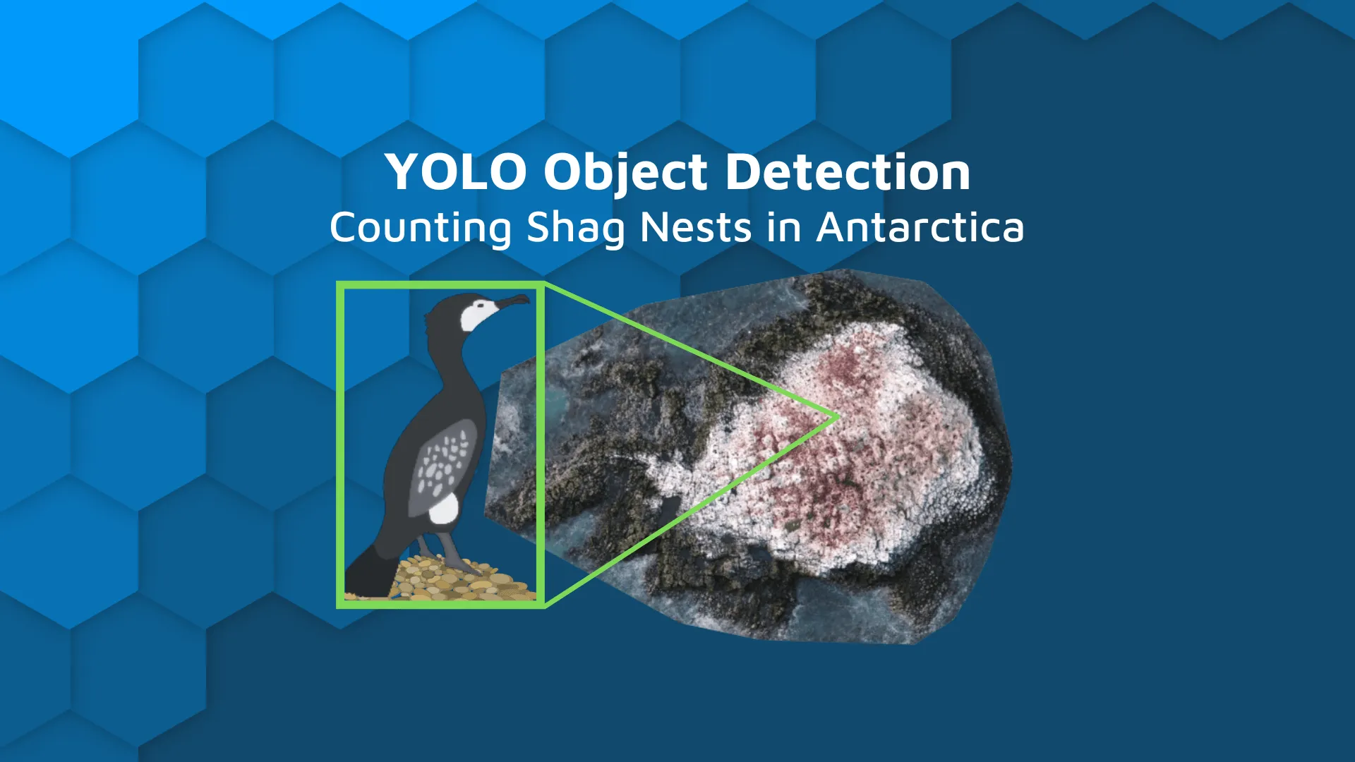 Counting Nests of Shags With YOLO To Assess the Wellbeing of the Antarctic Ecosystem