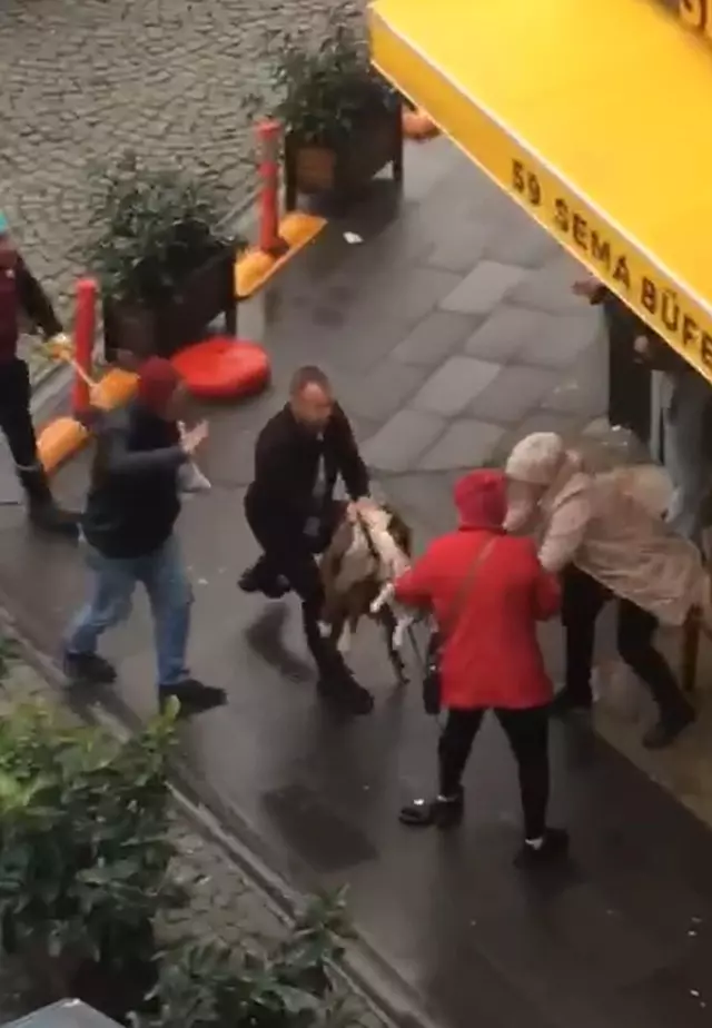Tekirdağ’da pitbull dehşeti kamerada: Hem kadına hem de köpeğine saldırdı!
