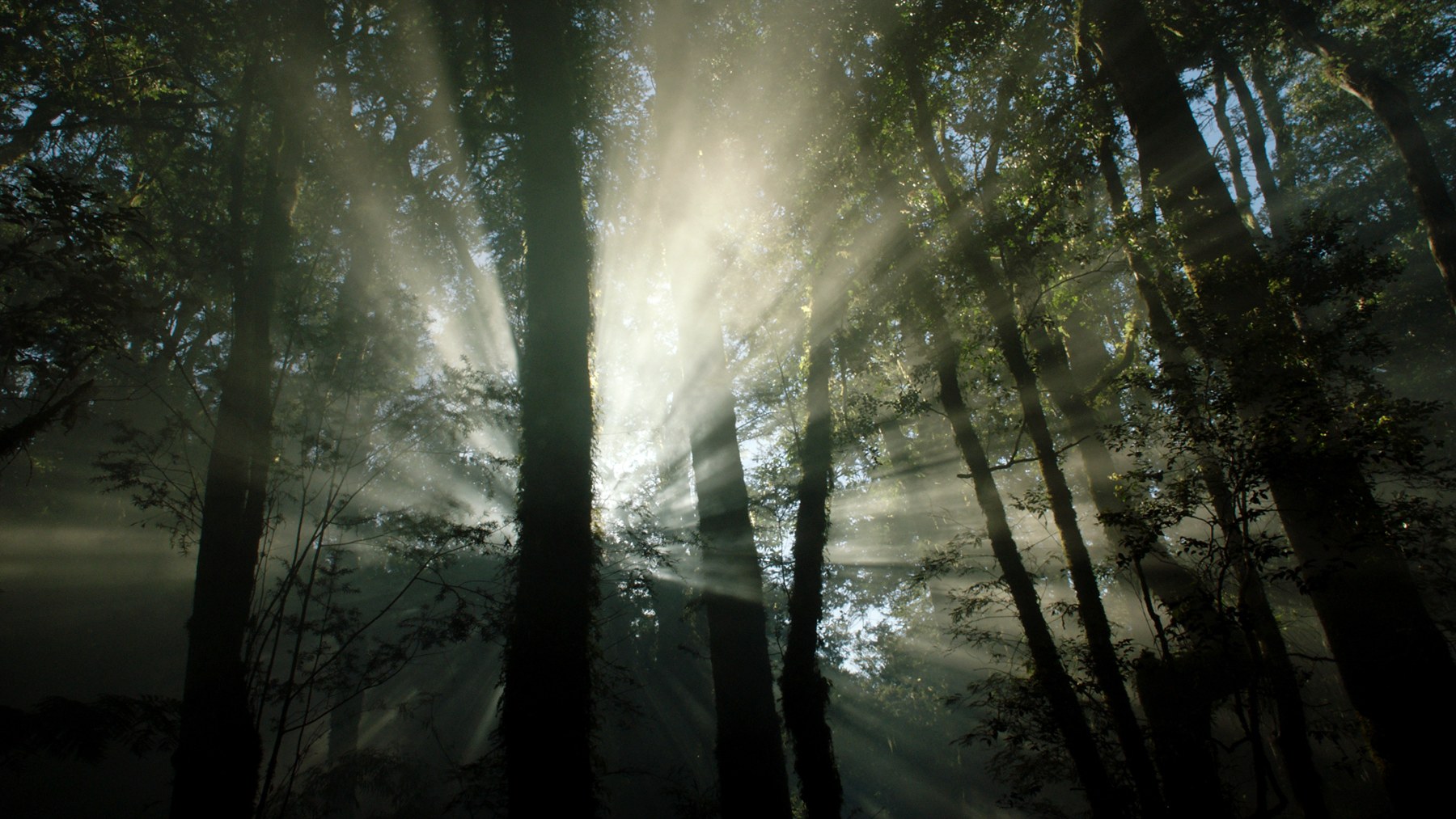 RESPIRAR. Diálogo con la naturaleza, de Denise Lira Ratinoff y Patricio Aguilar Díaz