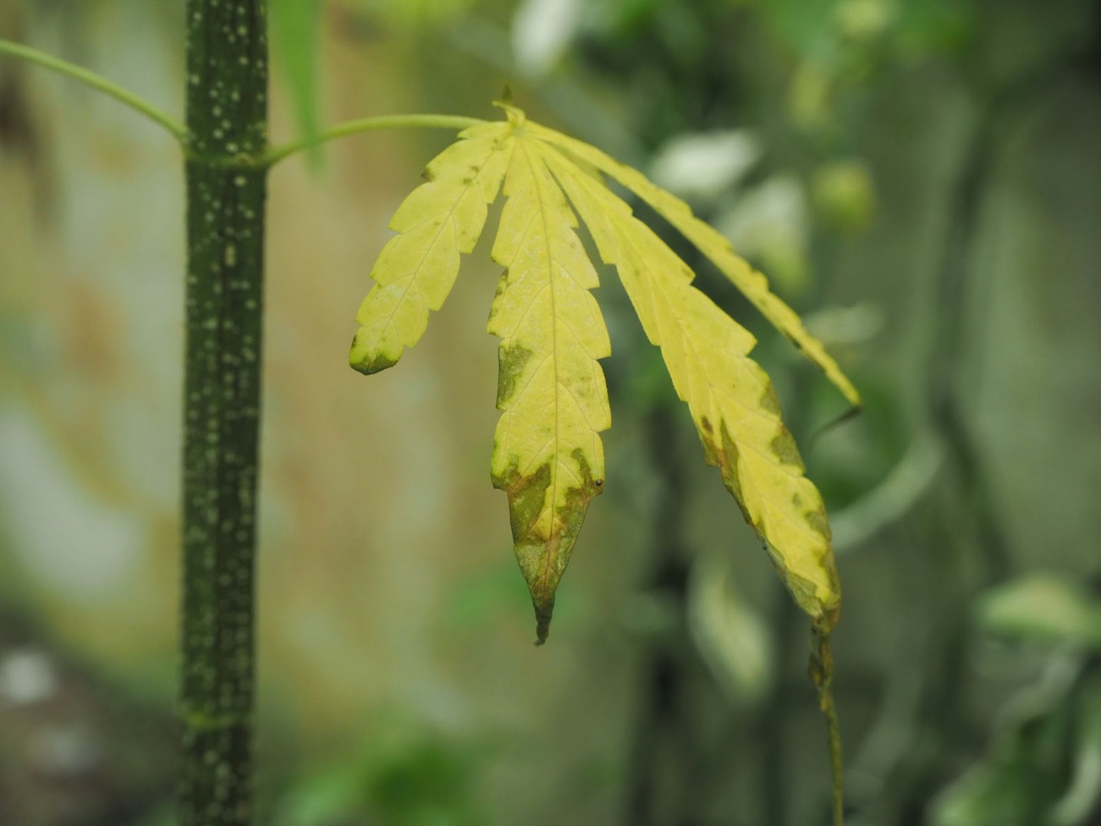 Marijuana plant leaf showing cannabis deficiency