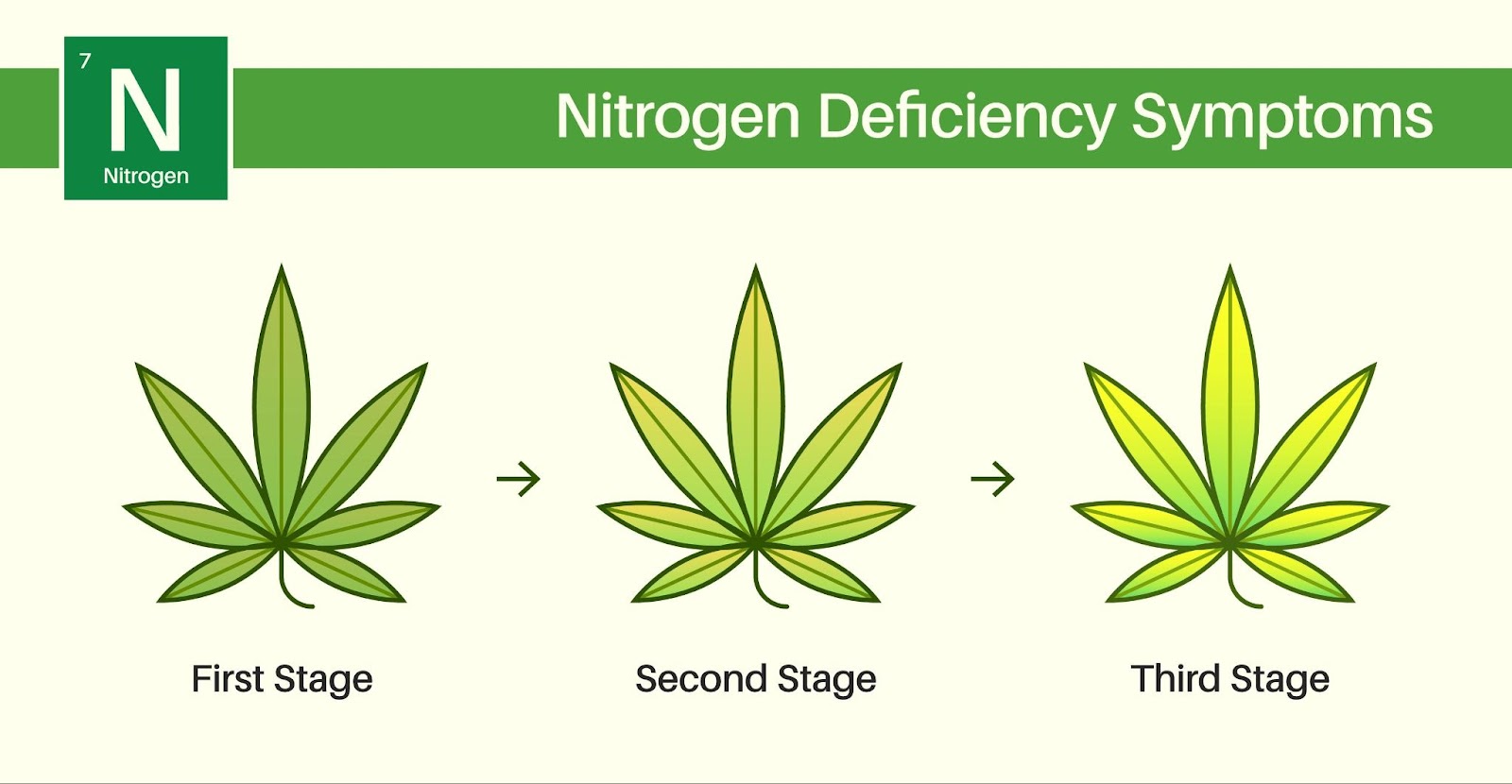Nitrogen deficiency in marijuana plant leaves. Shows how yellow leaves get more yellow with time.