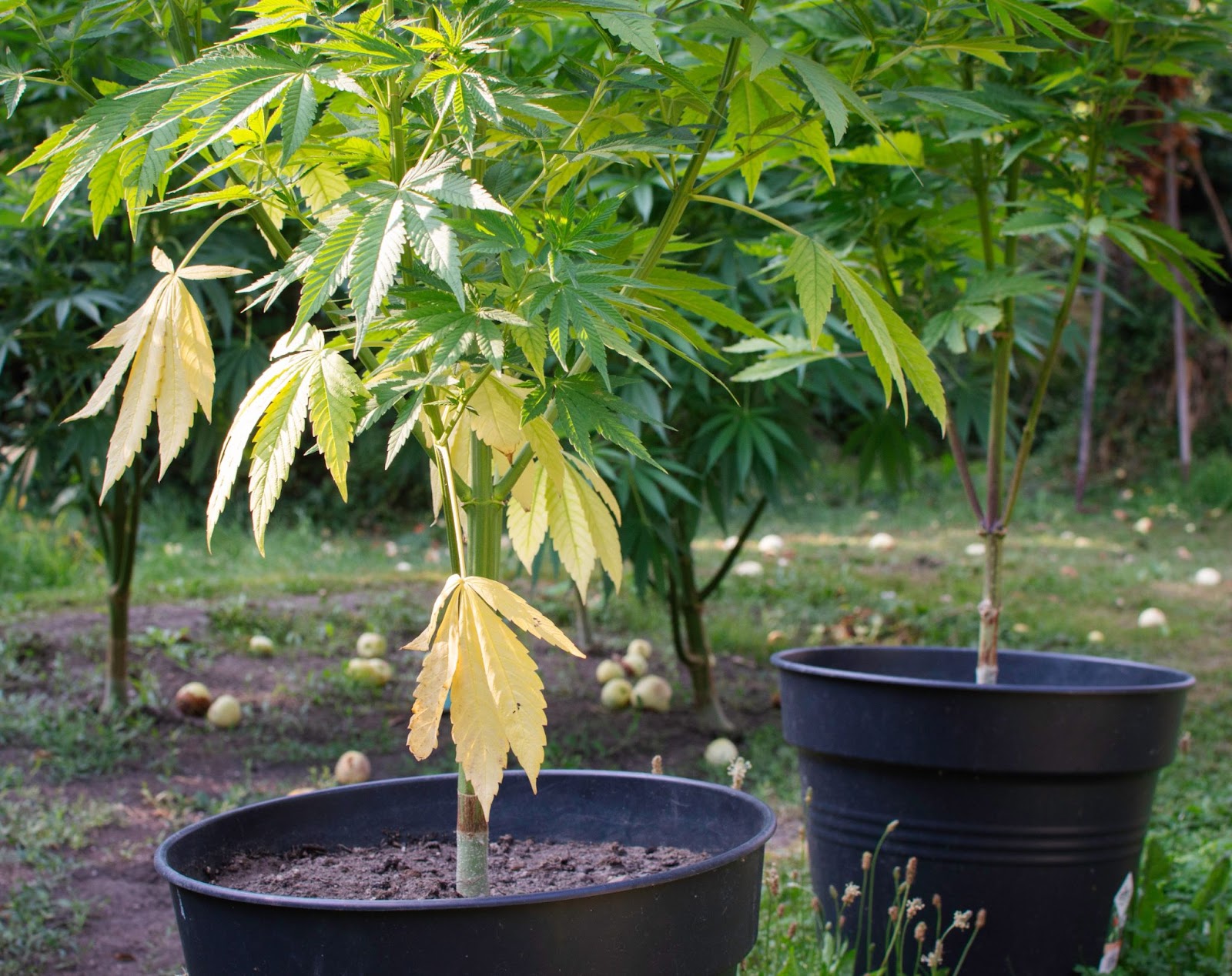 plants grown outdoors in desperate need of more nitrogen