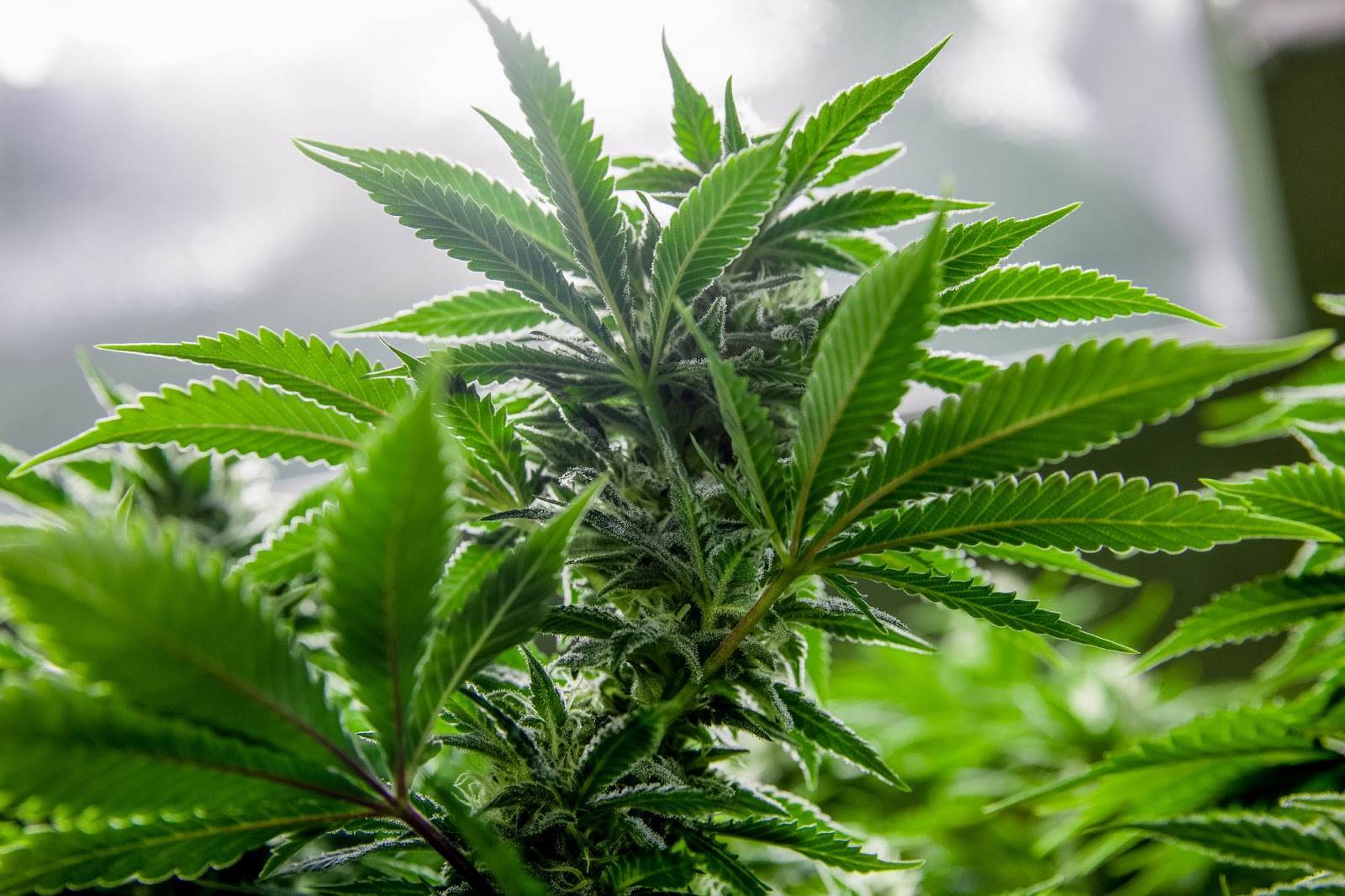 Autoflowering strains getting the best nutrients from the soil