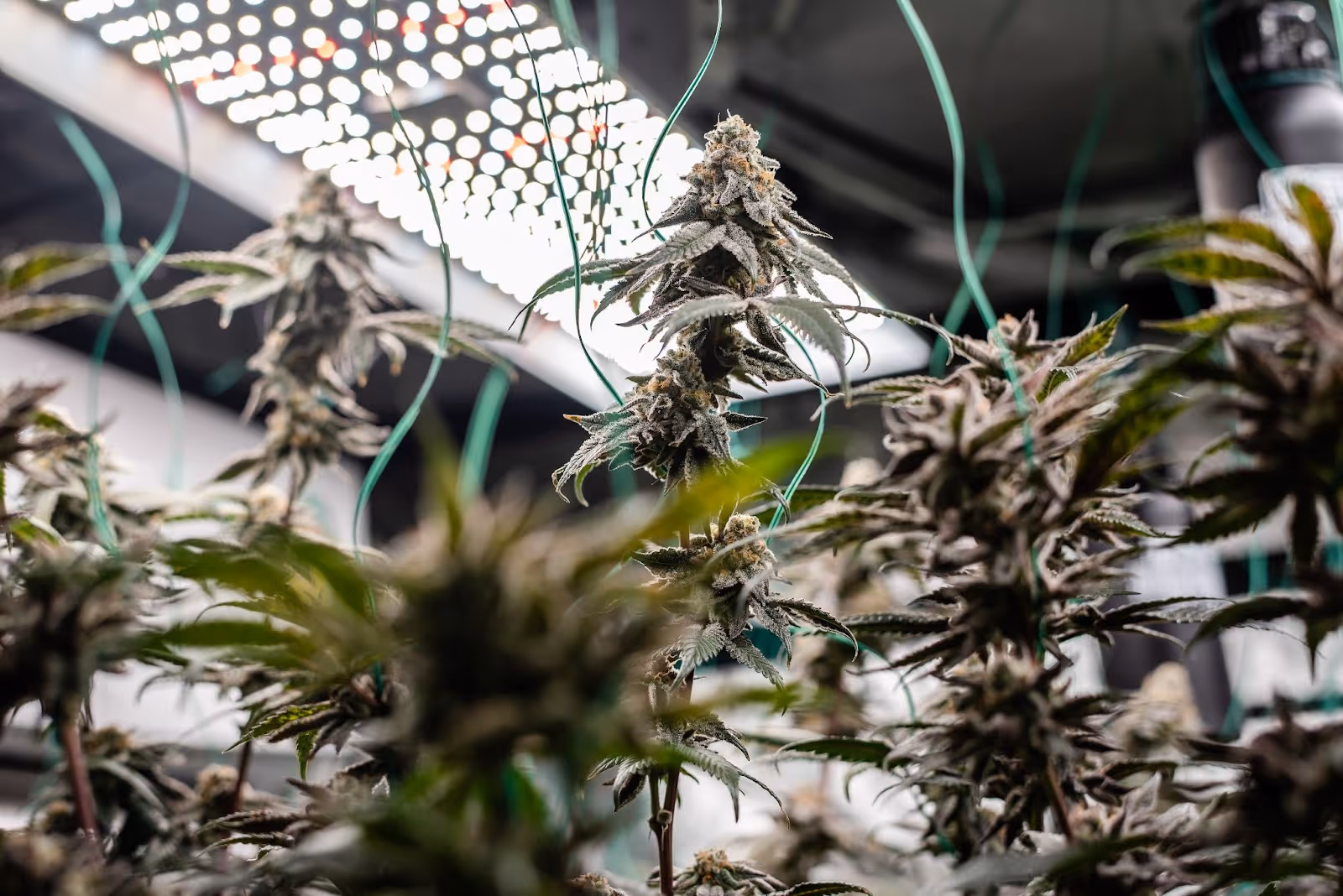 autoflowers grown from quality cannabis seeds in soil containing no harmful pathogens 