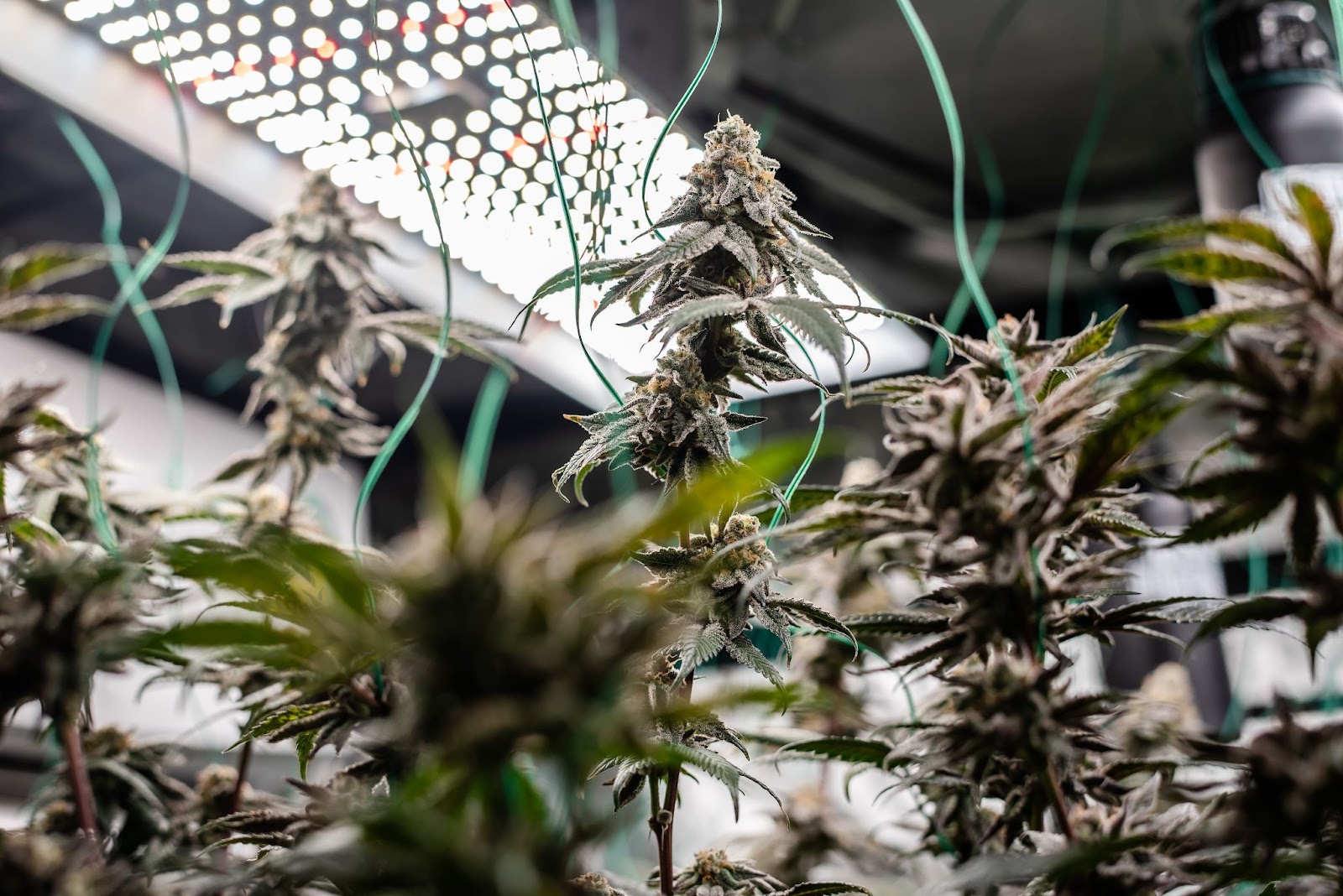 autoflowers grown from quality cannabis seeds in soil containing no harmful pathogens