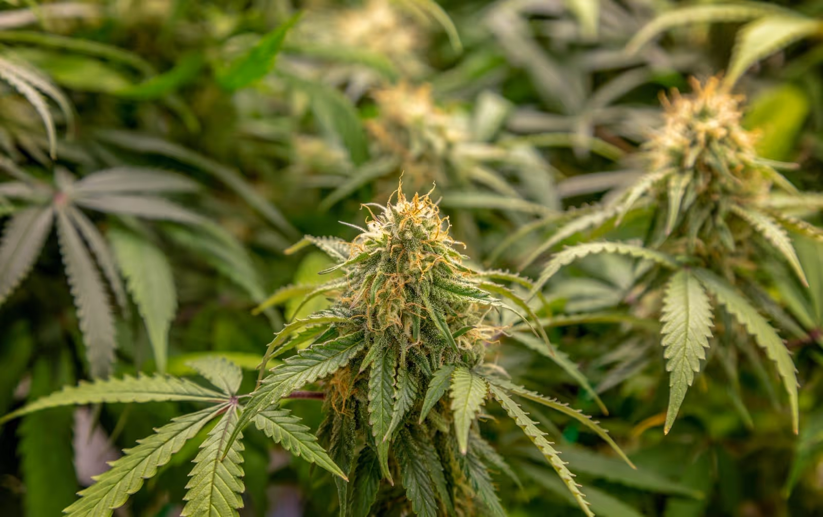 Autoflowering plants