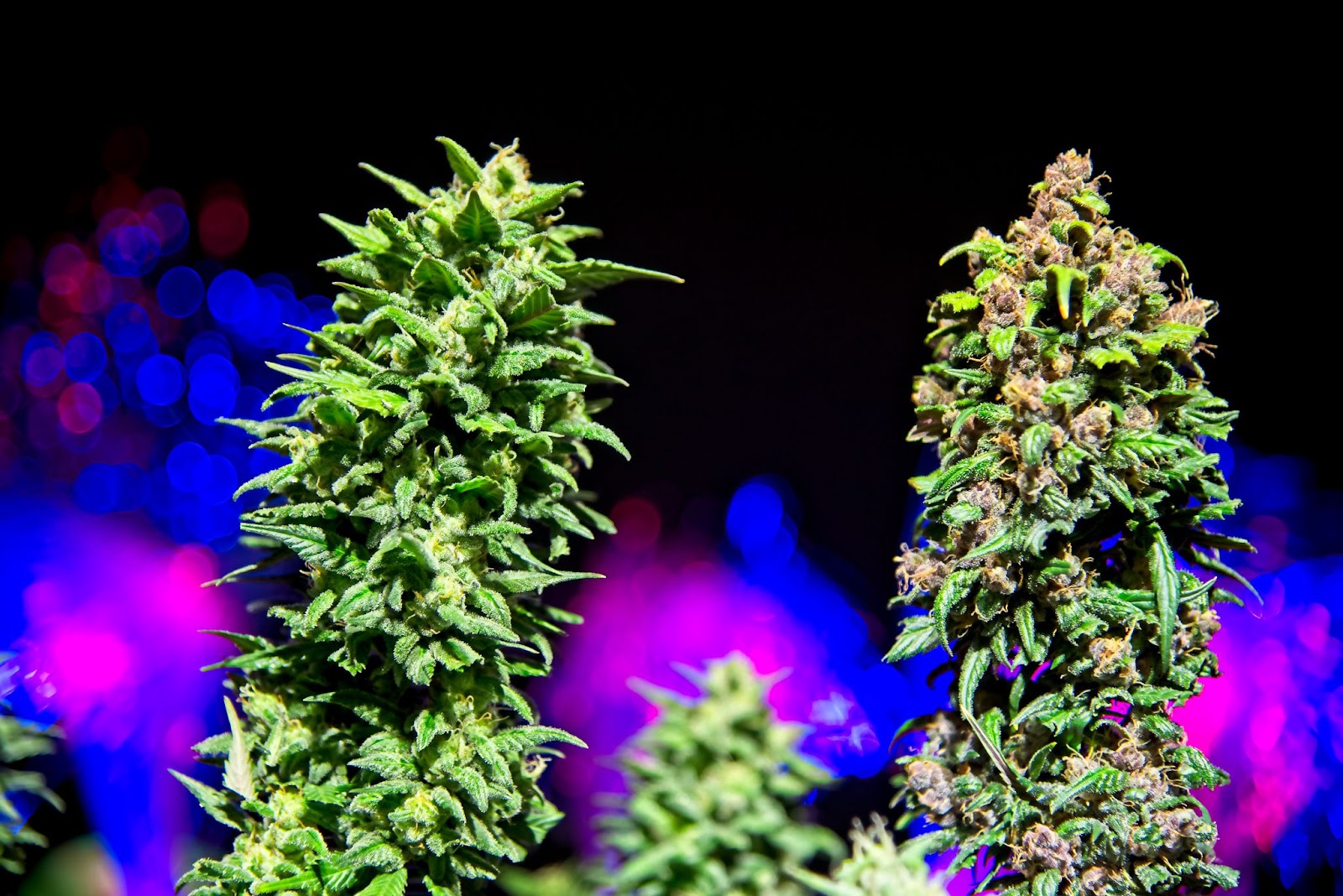 2 different cannabis strains in flower.
