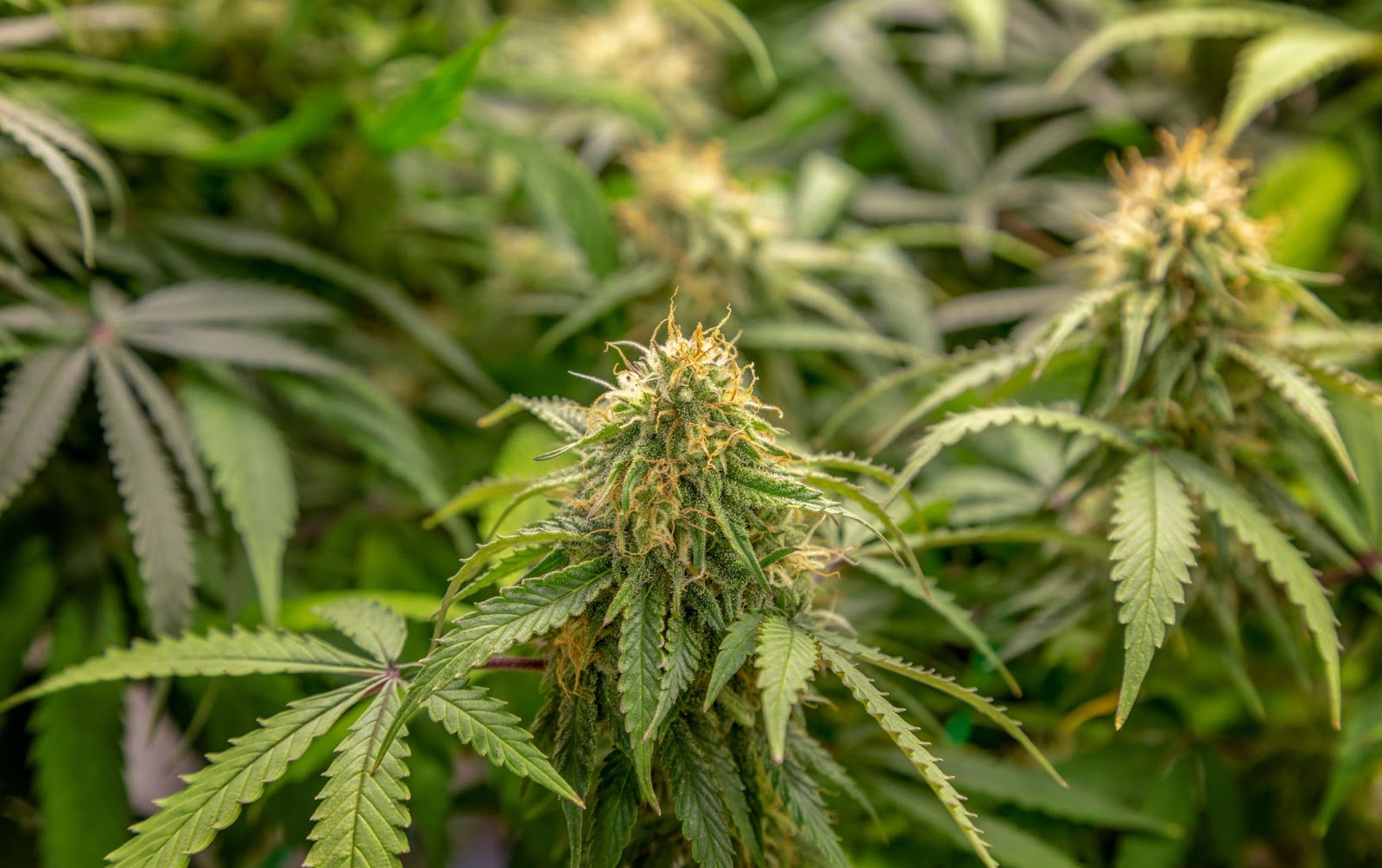A flowering cannabis plant.
